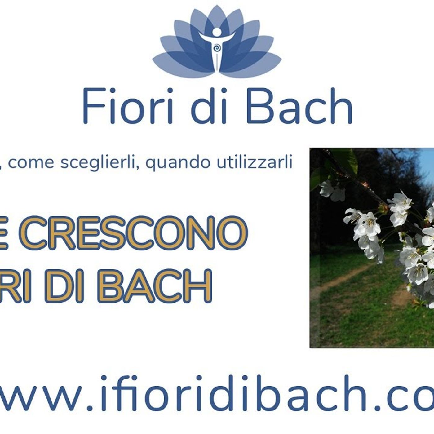 Fiori di Bach in pillole
