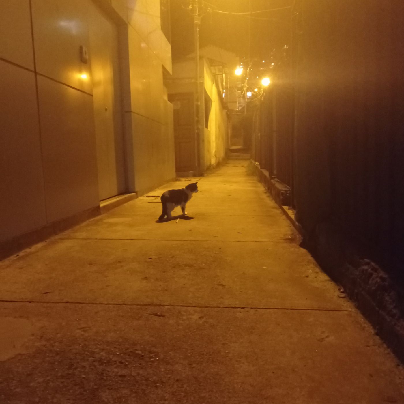 La Vida Con Una loca Cuerda.