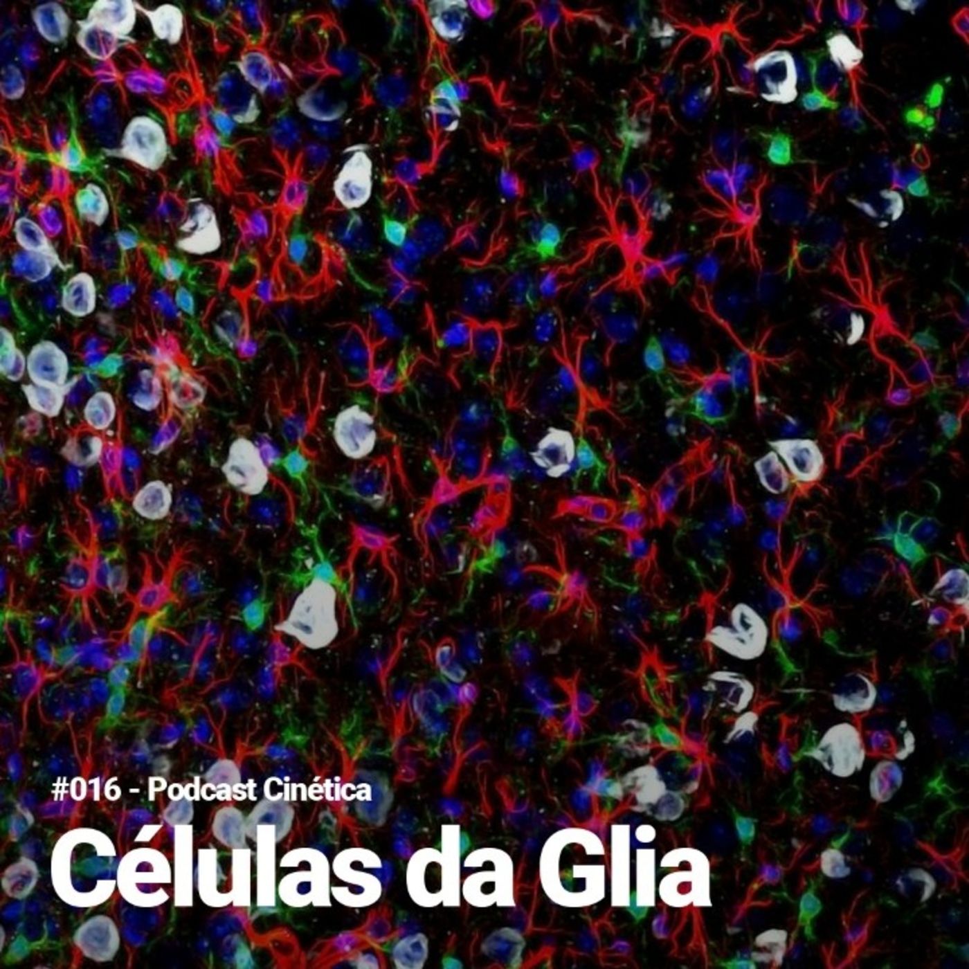 #016 células da glia