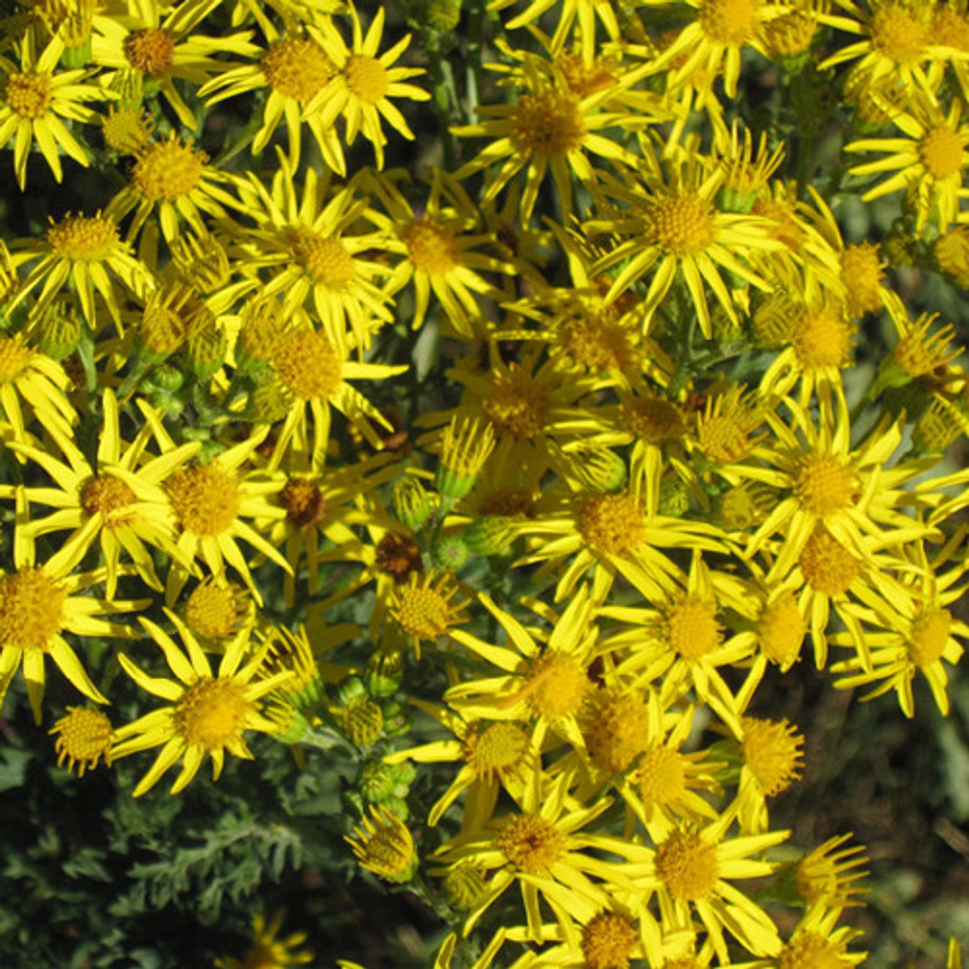 Toxic Weed Rears Its Flowered Head In Northwest episode artwork