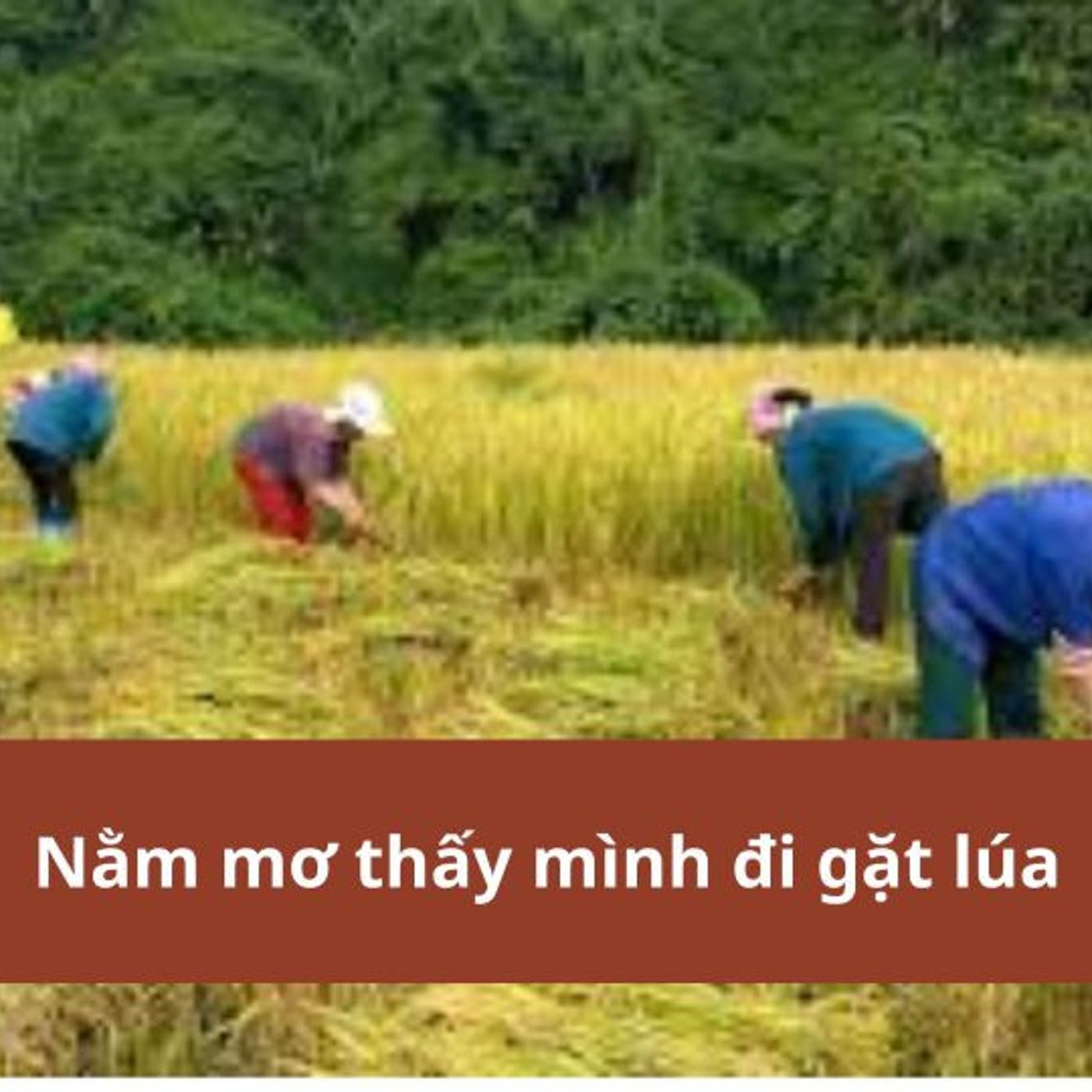 Nằm Mơ Thấy Mình Đi Gặt Lúa: Ý Nghĩa Và Con Số May Mắn episode artwork