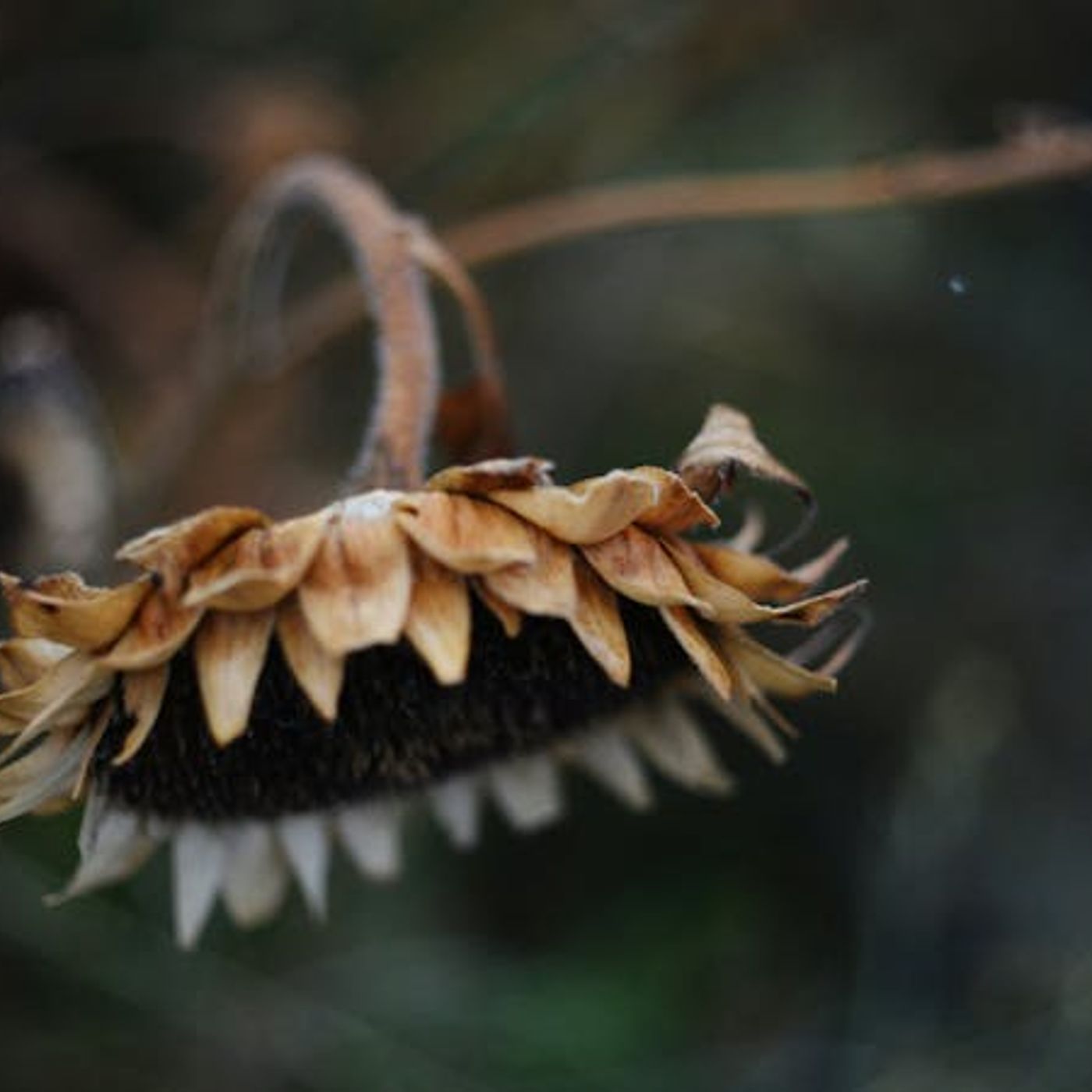 The Apostasy of Impatience The Apostasy of Impatience