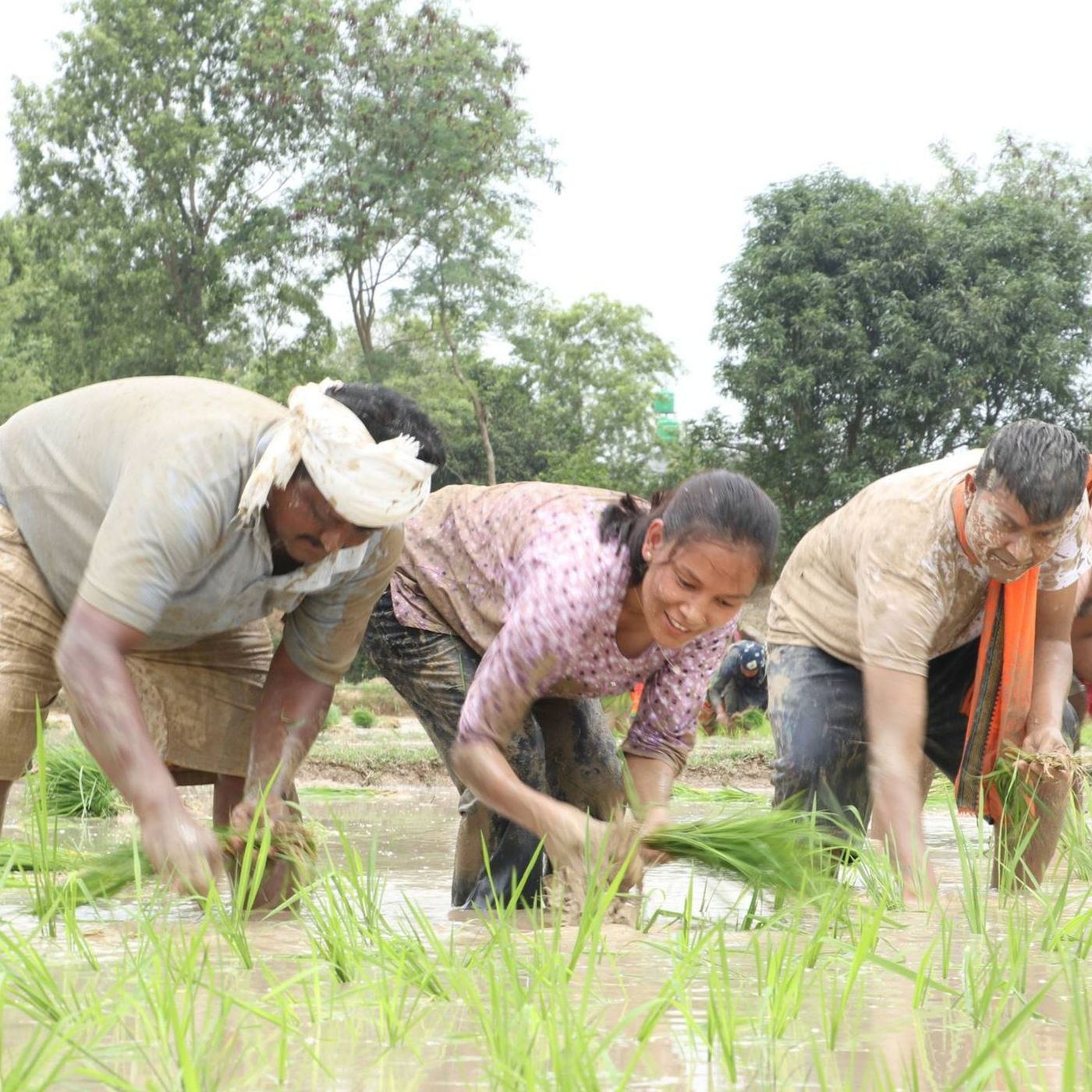 Environmental And Human Rights Impacts Of Mining - Tharu