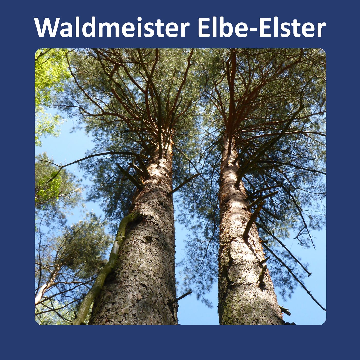 Waldmeister Elbe-Elster