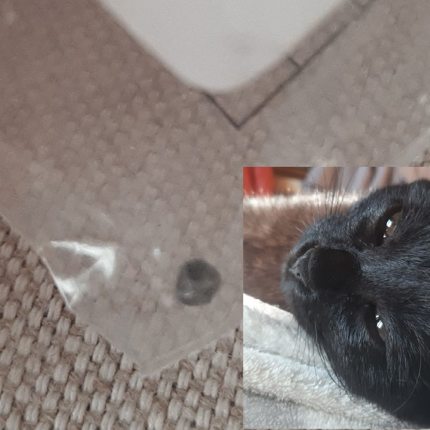Gatto colpito con 15 proiettili: “Aiutateci a trovare il colpevole” episode artwork