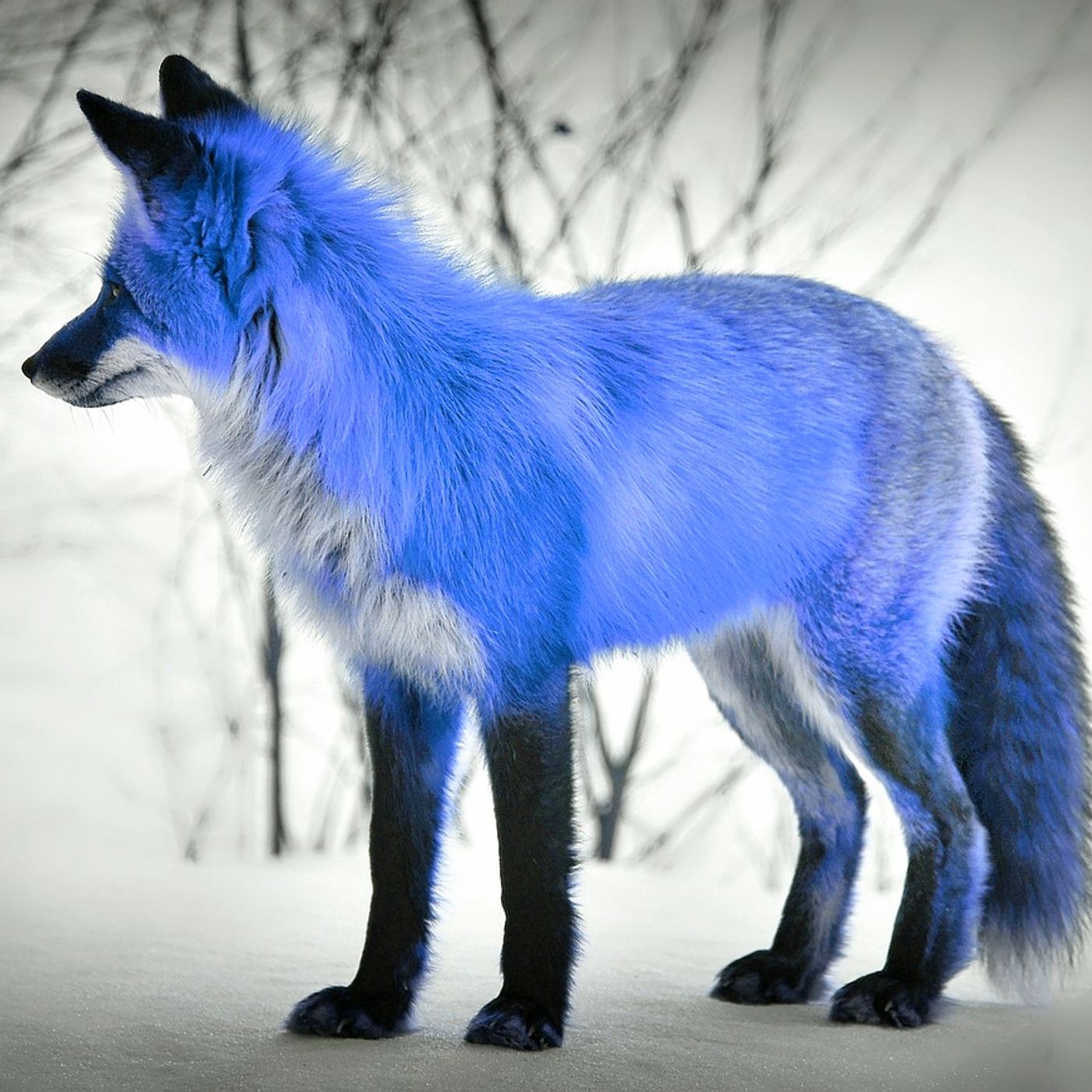 I Enjoy Soul of the Blues with Cassie CJ Fox 9:26:21  8.36 PM episode artwork