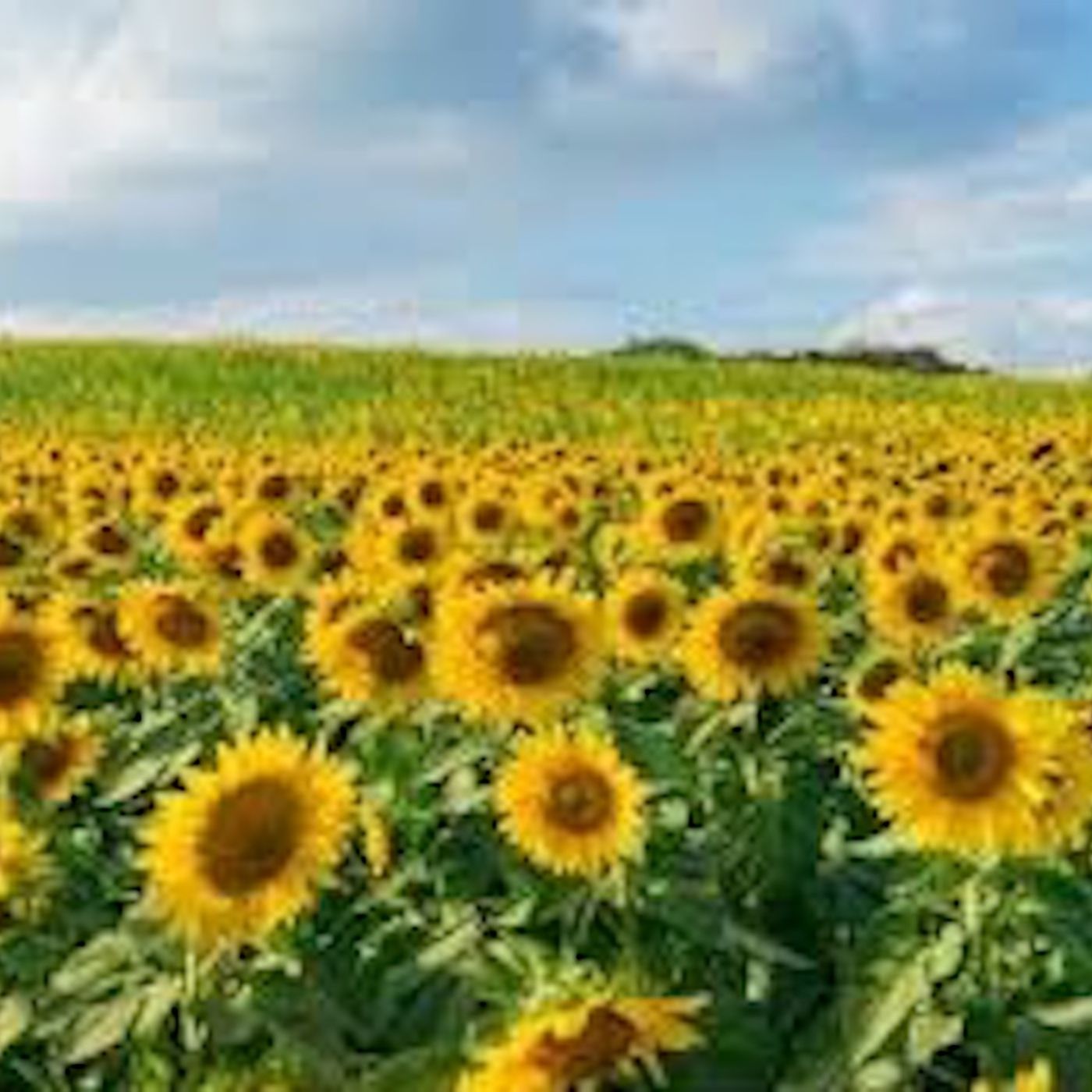 8/22/19–In the sky only 1, in the fields 1000’s of suns!