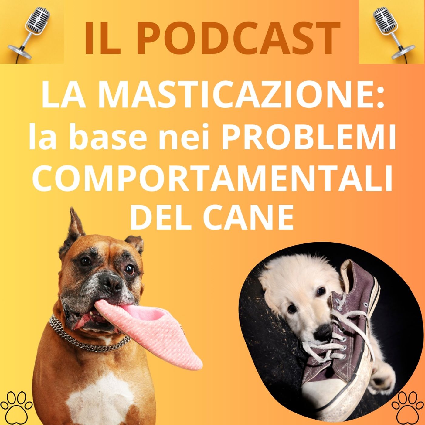 Cane&gatto: le domande più frequenti