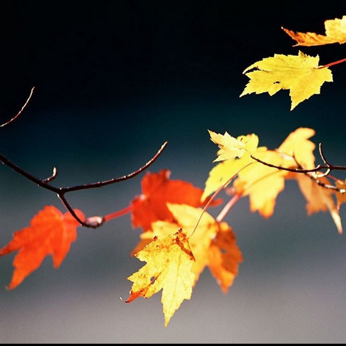 Tracce di Domenico Tota