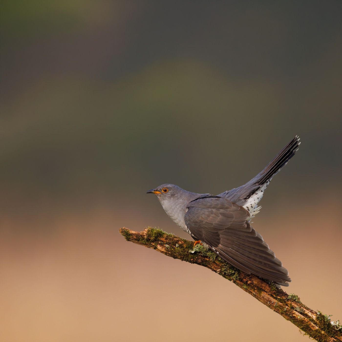 Sunset Cuckoo Bird - 10 Hours Sleep Sound episode artwork