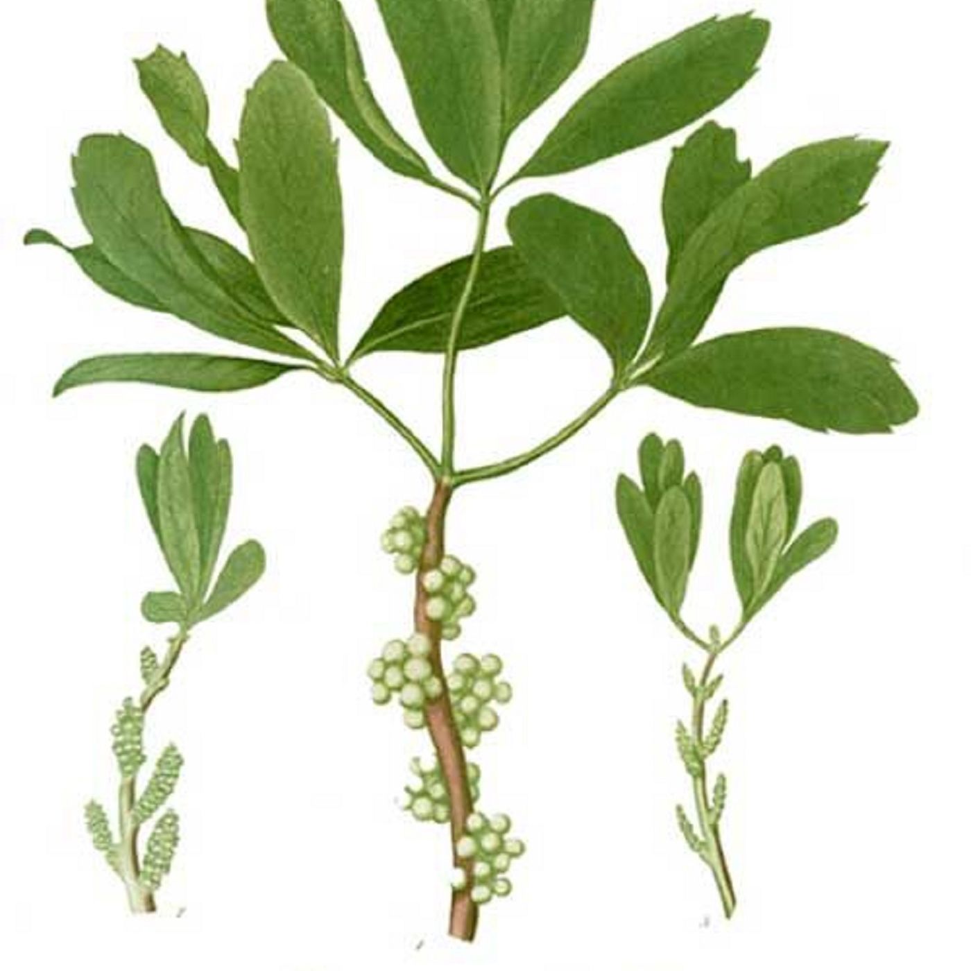 Show 249; Lyonia, Manfreda virginica and Myrica