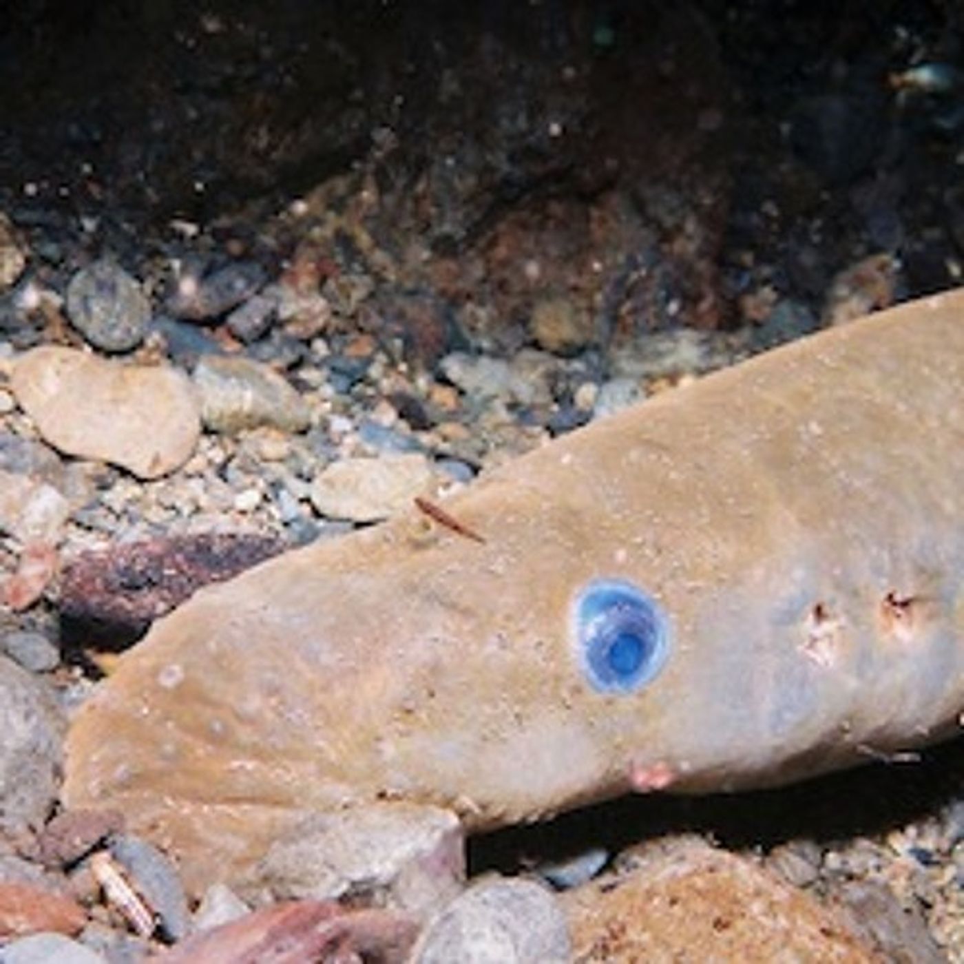 Tribes Announce Lamprey Restoration Plan episode artwork