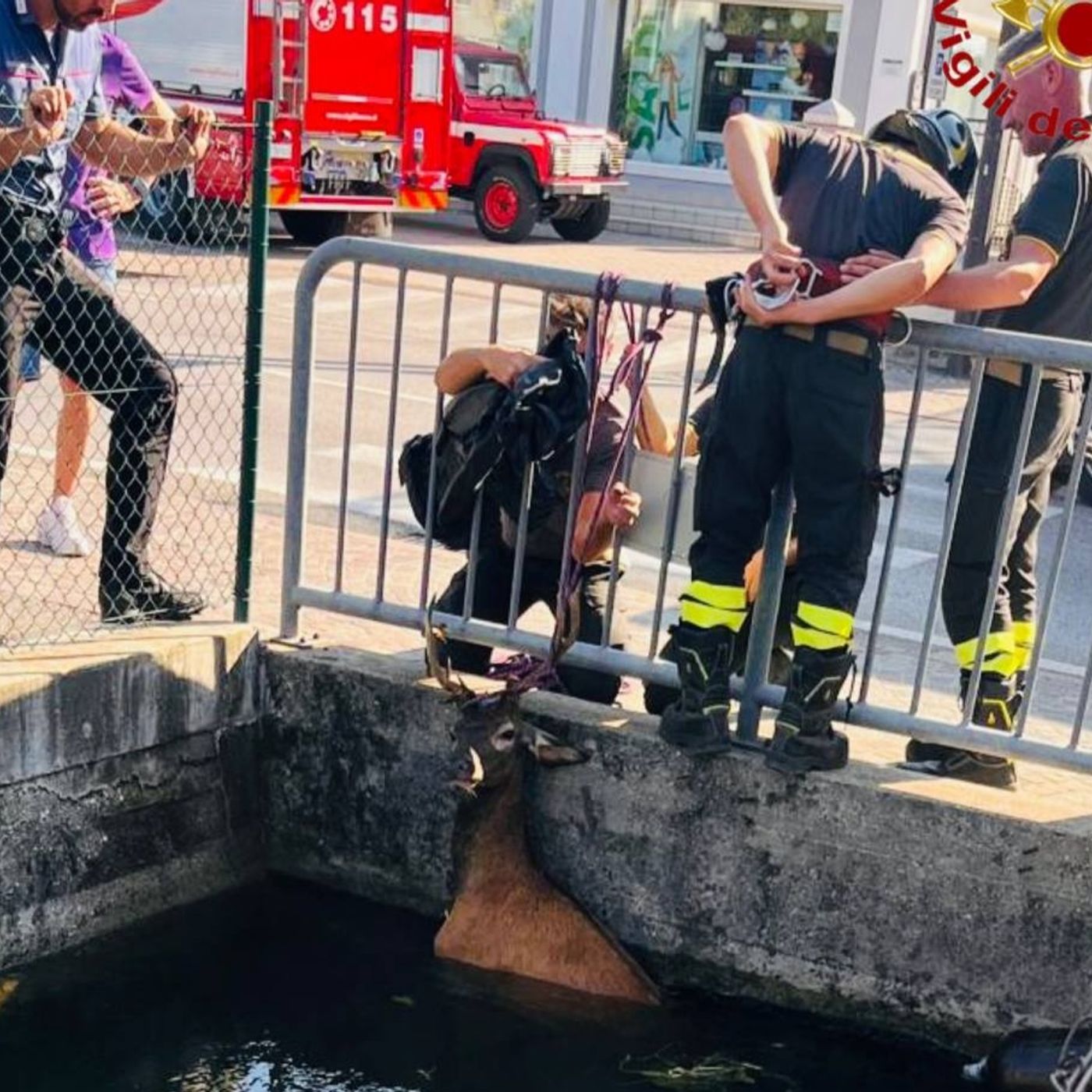 Il cervo finisce in un canale e rimane bloccato: salvato dai vigili del fuoco episode artwork