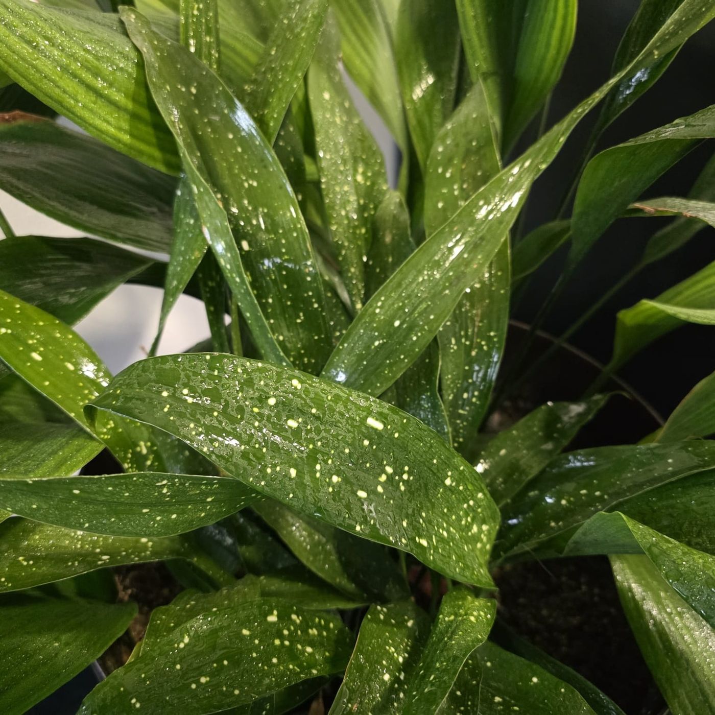 Meterse en un jardín | La aspidistra, una planta de hierro fundido episode artwork