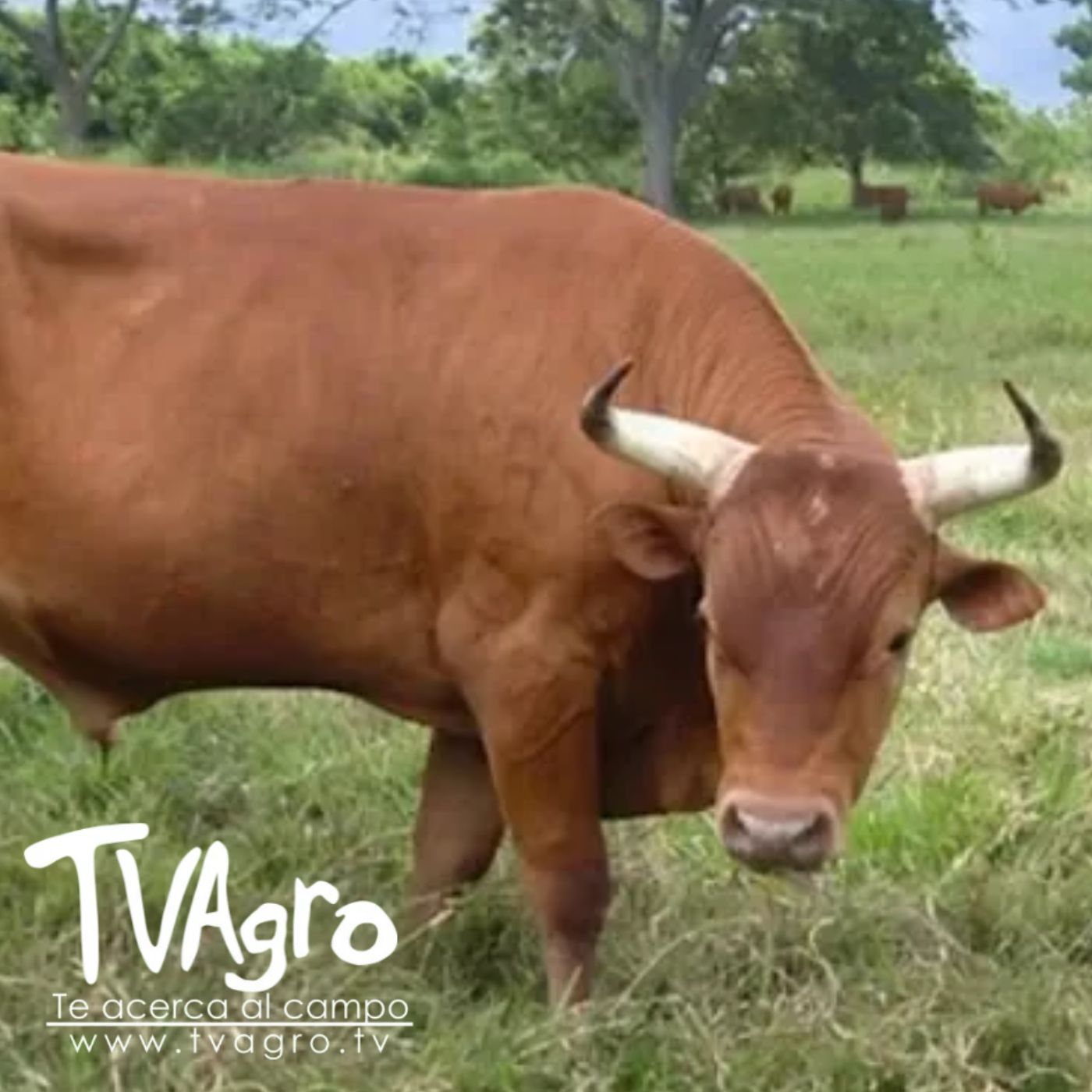 TV AGRO