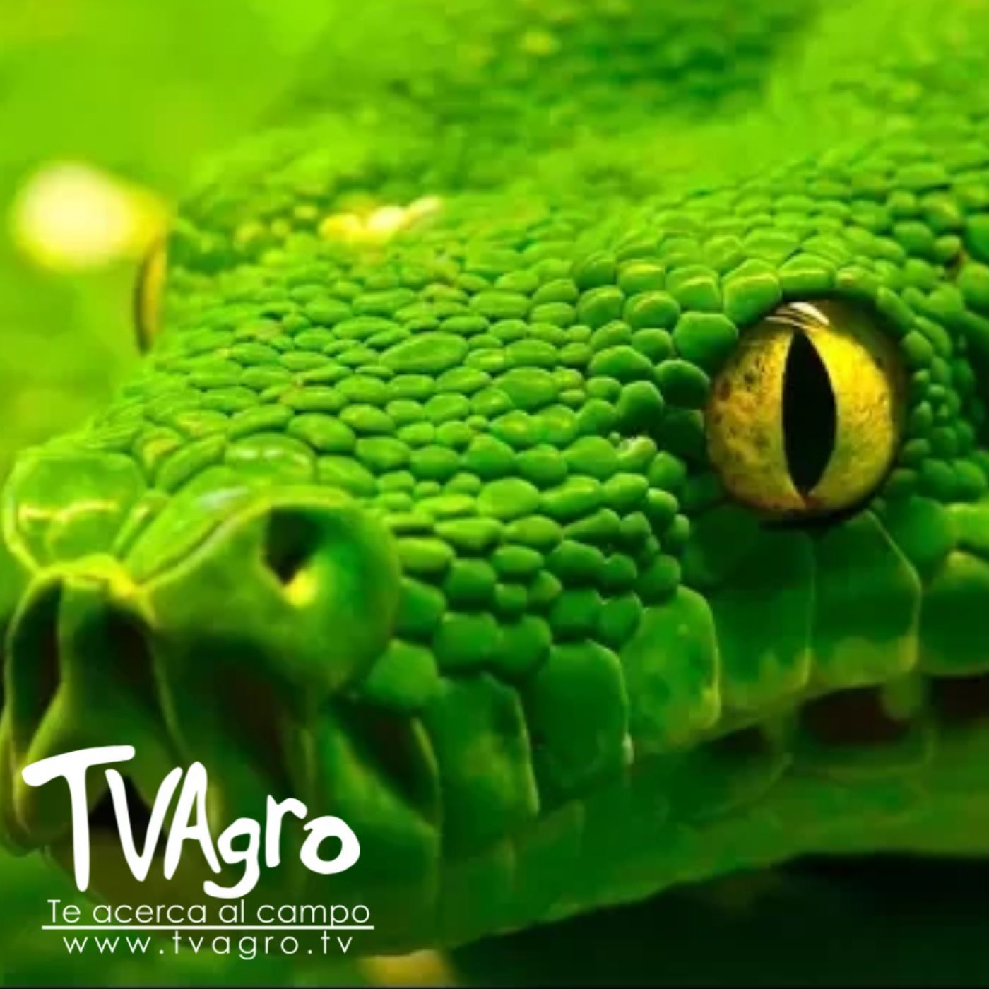 TV AGRO