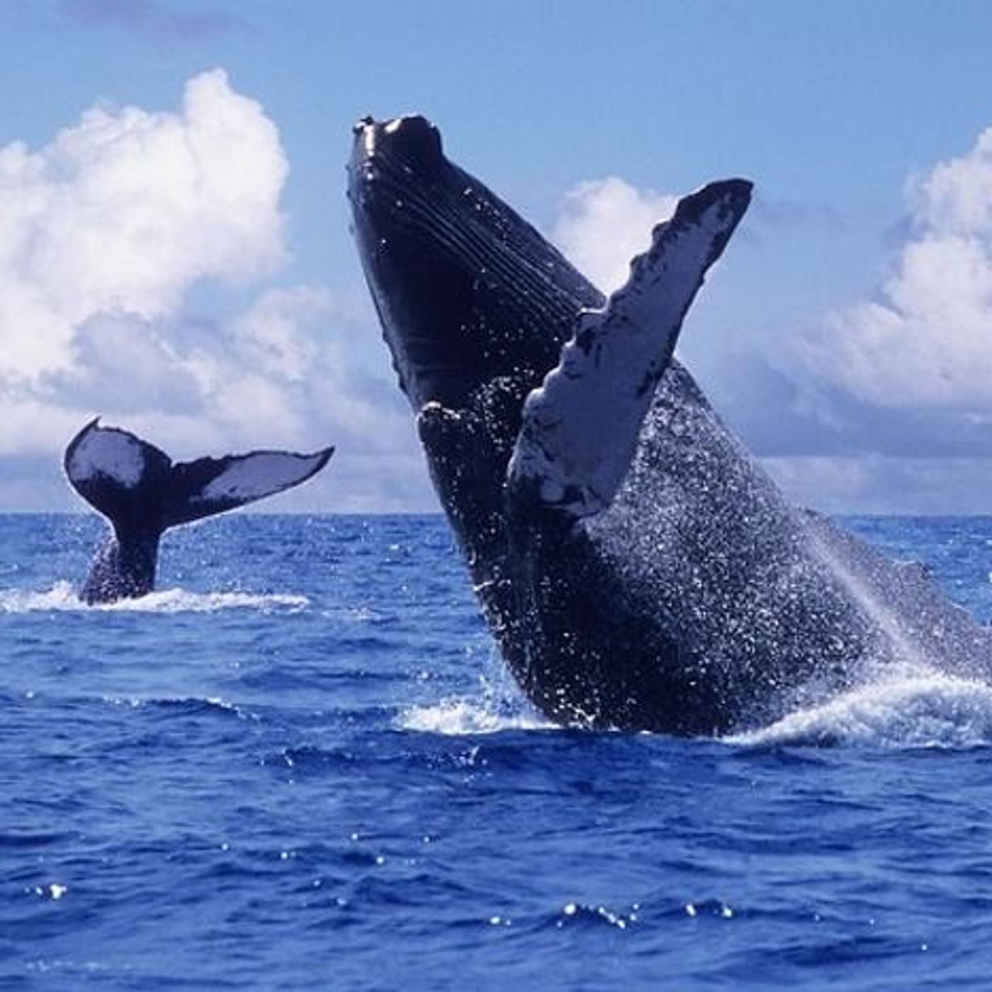 NUESTRO OXÍGENO Ballenas - Biólogo Marino Roberto Pardo NUESTRO OXÍGENO Ballenas - Biólogo Marino Roberto Pardo
