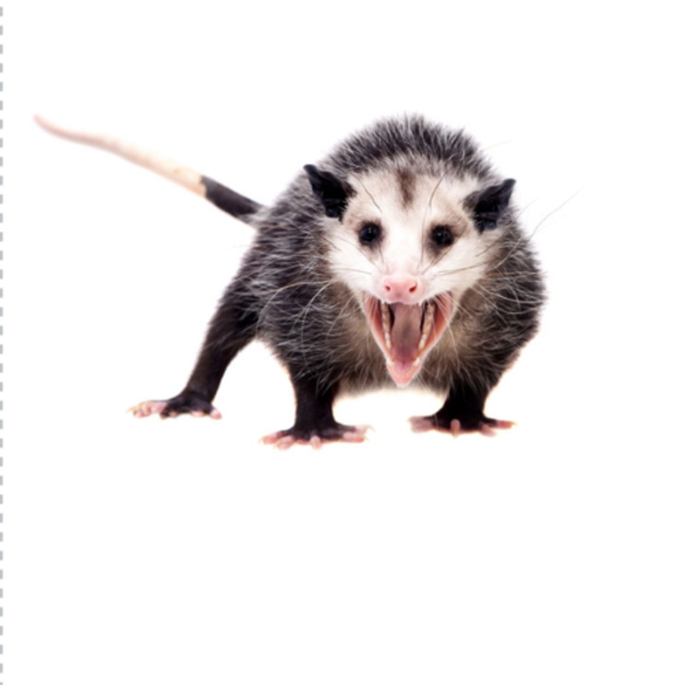 EL TLACUACHE Y EL OSO COMPASIVO