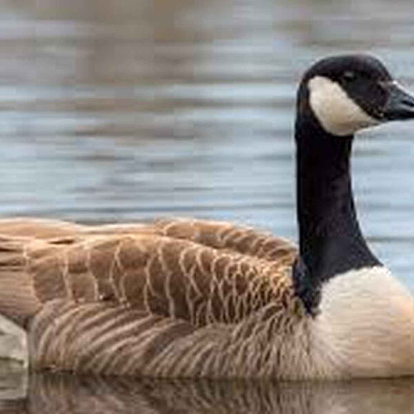 Canadian Geese not recommended for death by city administration episode artwork