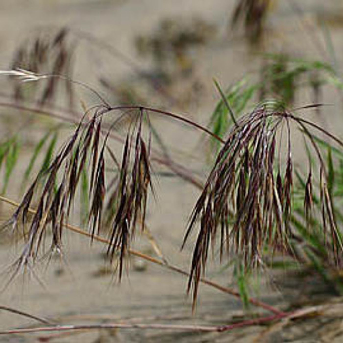 Study: Grazing Helps Invasive Cheatgrass To Flourish episode artwork