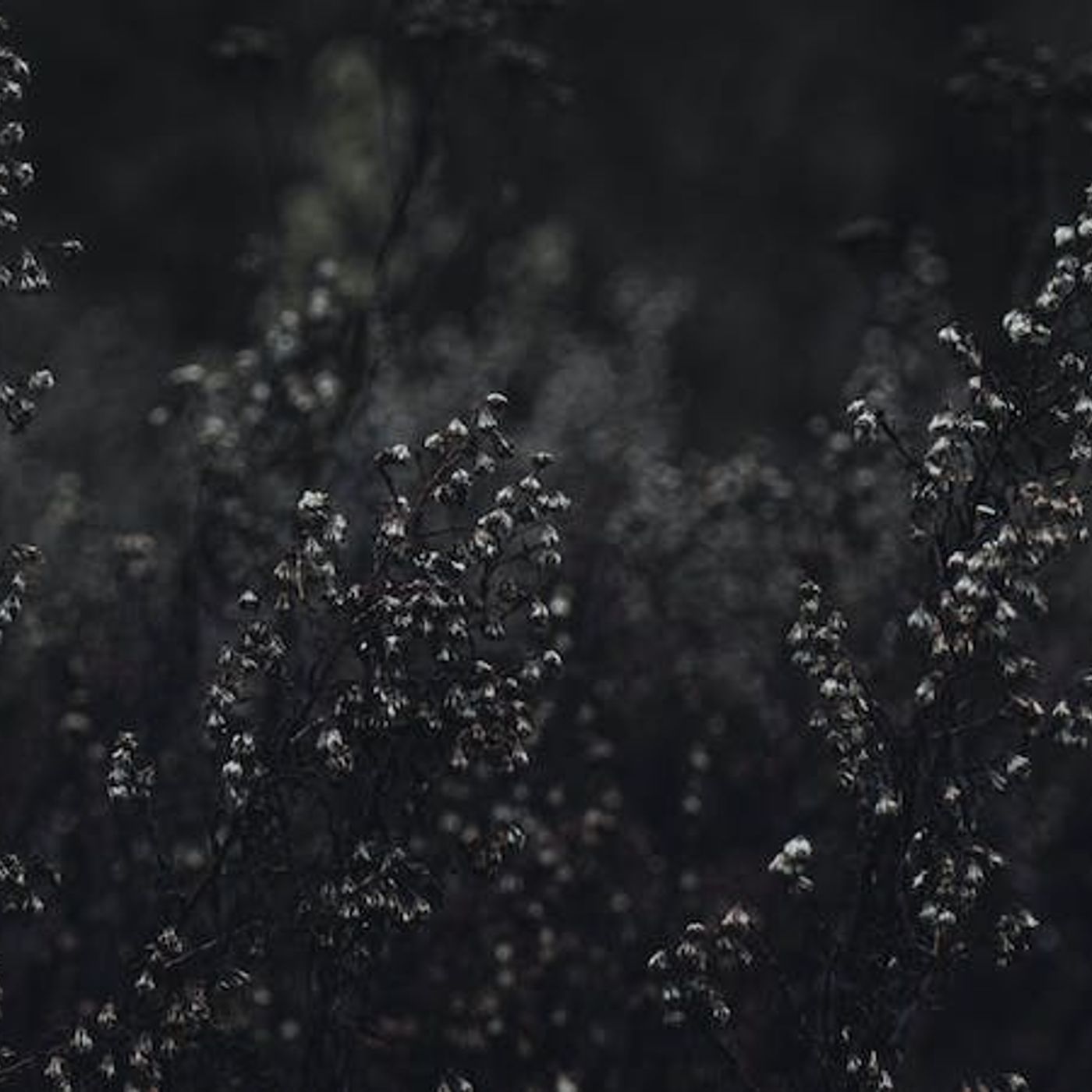 Escape the World’s Infatuation with Sex