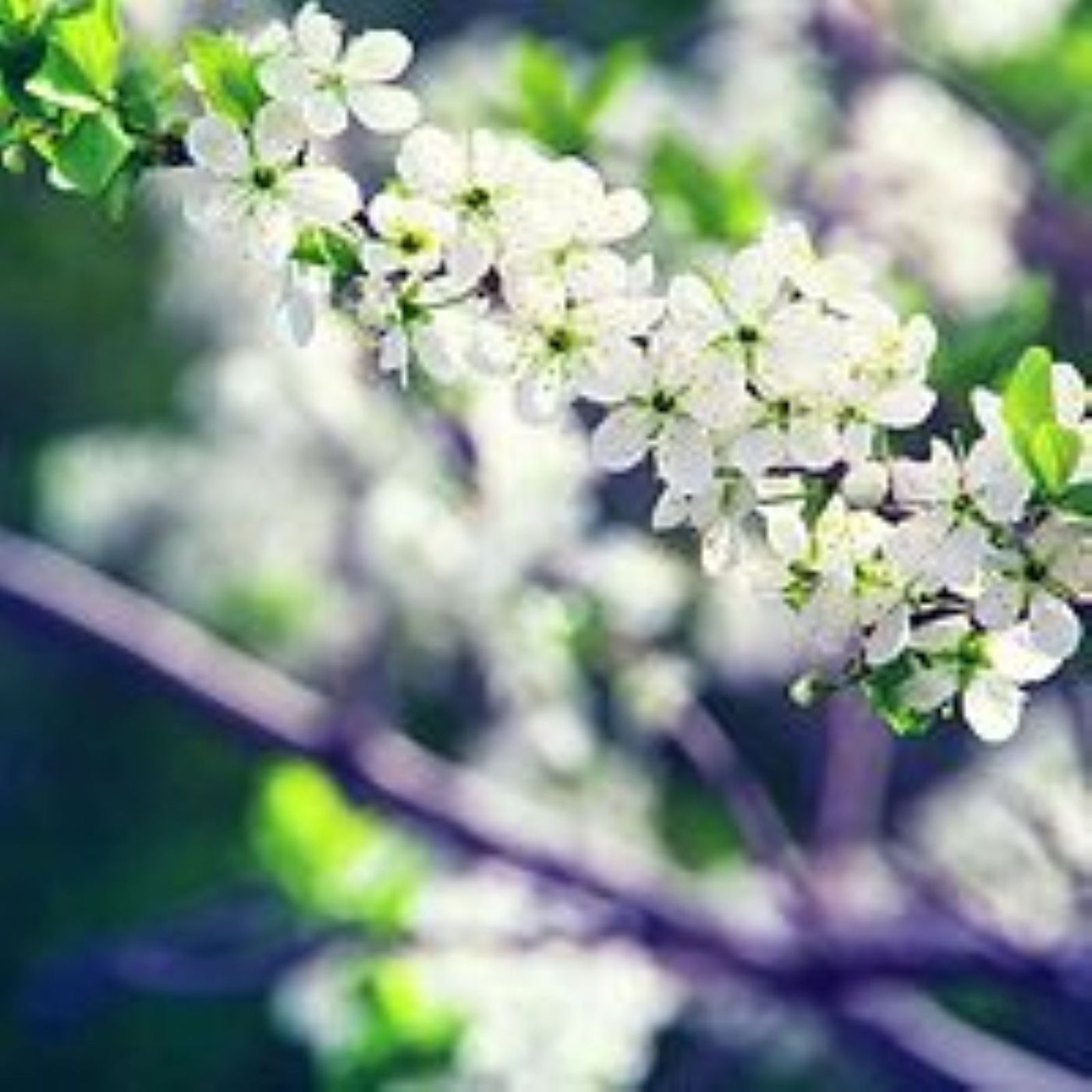 爱眉小札——徐志摩陆小曼