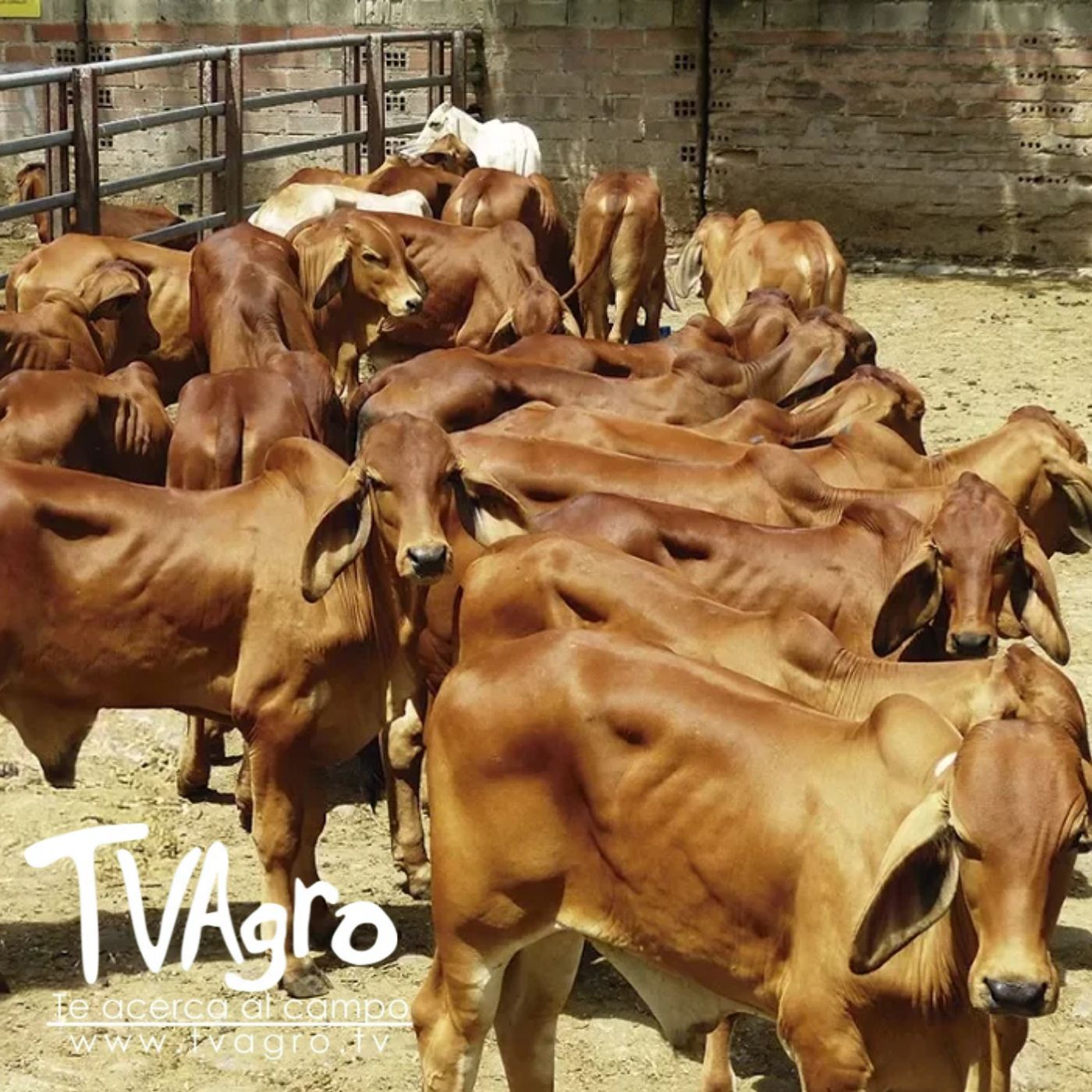 TV AGRO