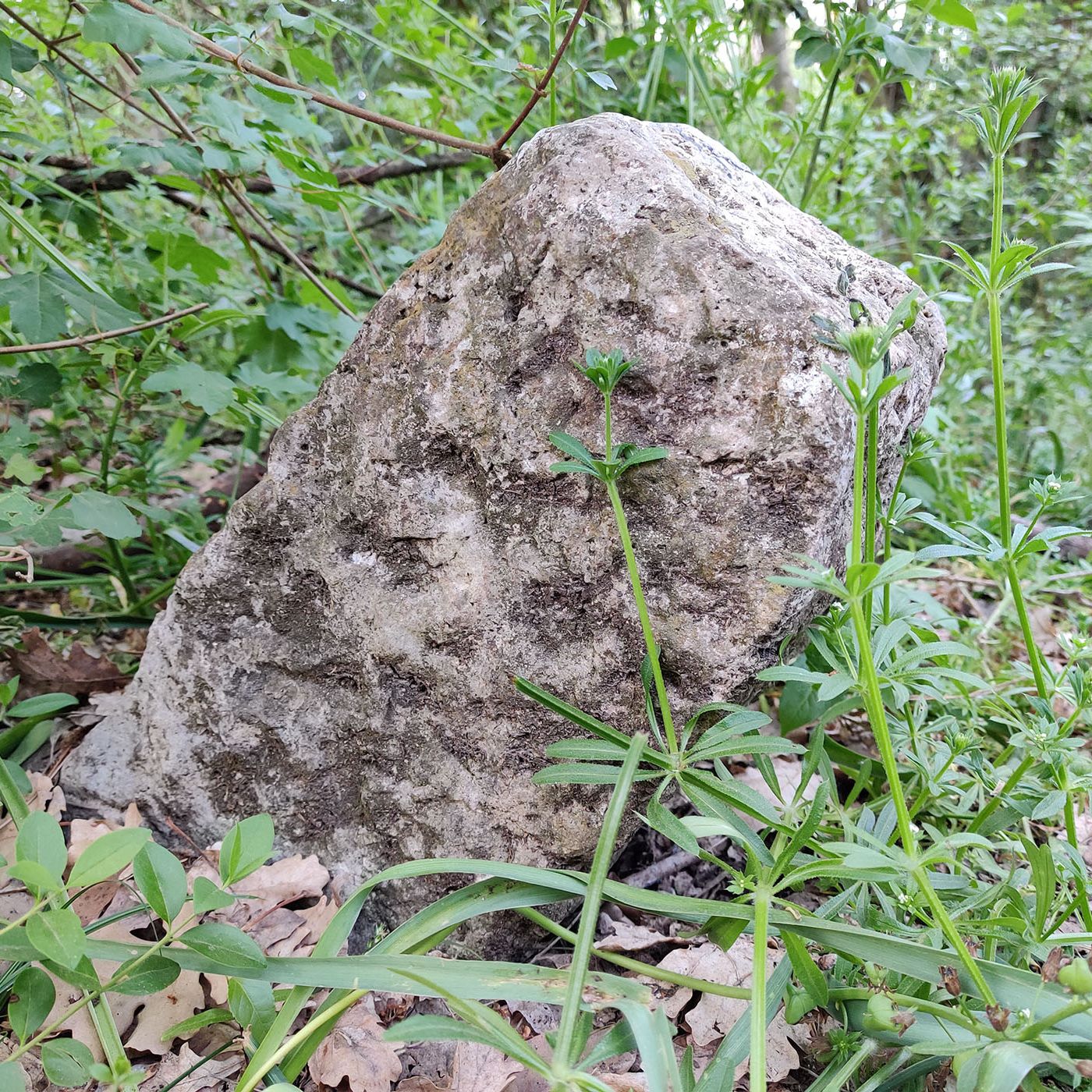 Villa Ada, storia e storie