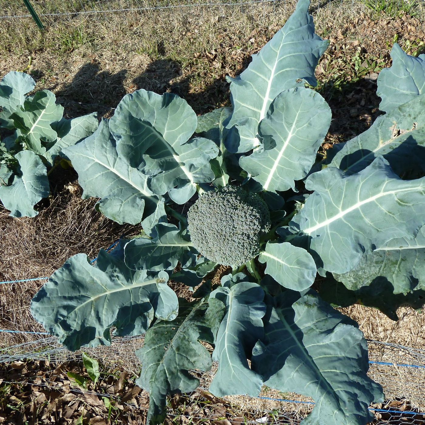 Straw Bale Gardening