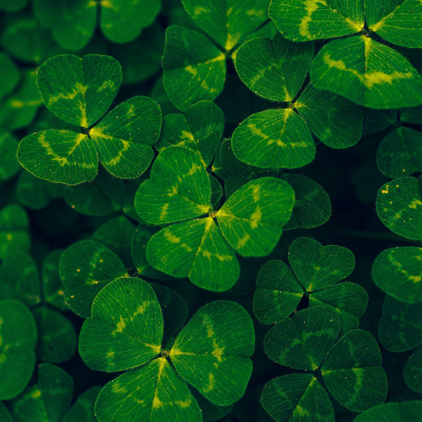 ☘️ St. Patrick: Latin Writings, Global Events, and Traditional Recipes episode artwork
