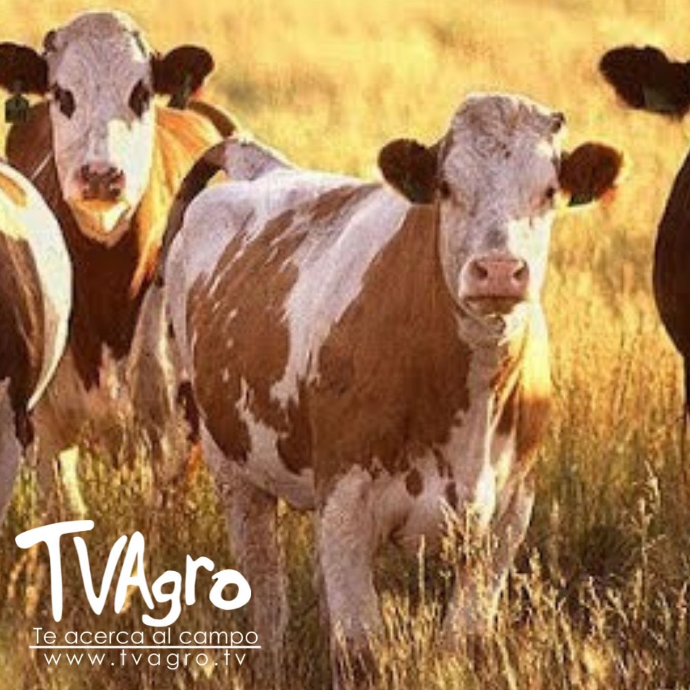TV AGRO