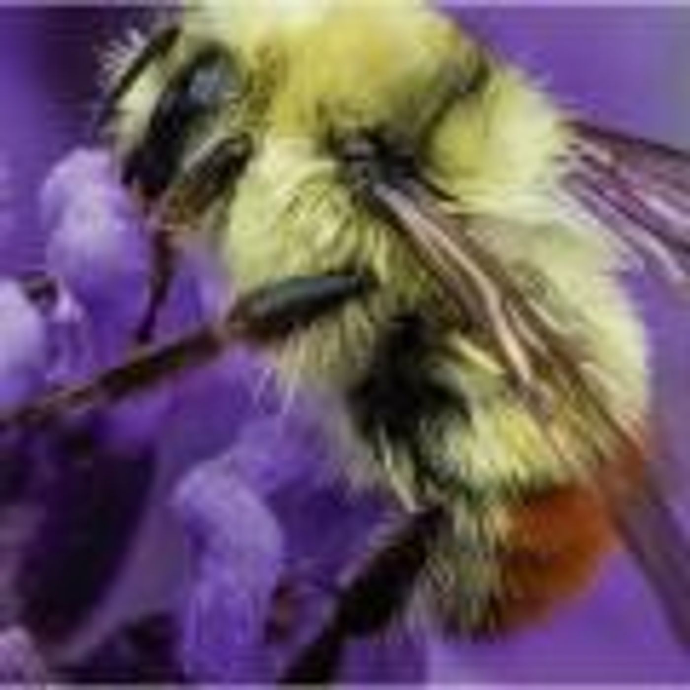 Be a Bee Ambassador - Wherever You Live with Nancy Holmes