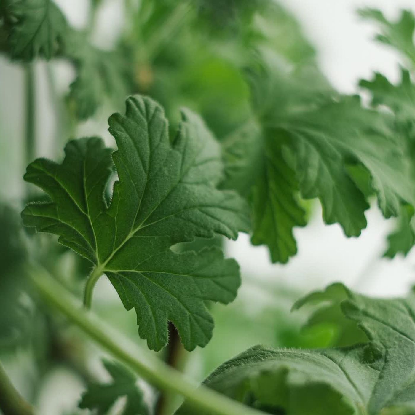 Rośliny z domowej apteczki, wypiek chleba Rośliny z domowej apteczki, wypiek chleba