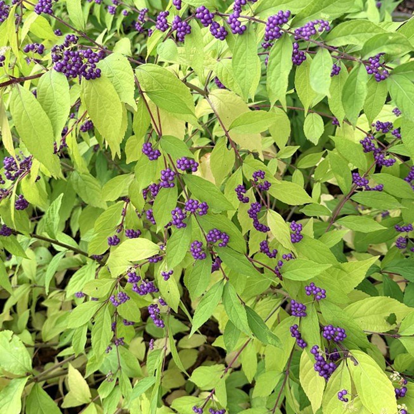Down the Garden Path: Native shrubs for winter interest