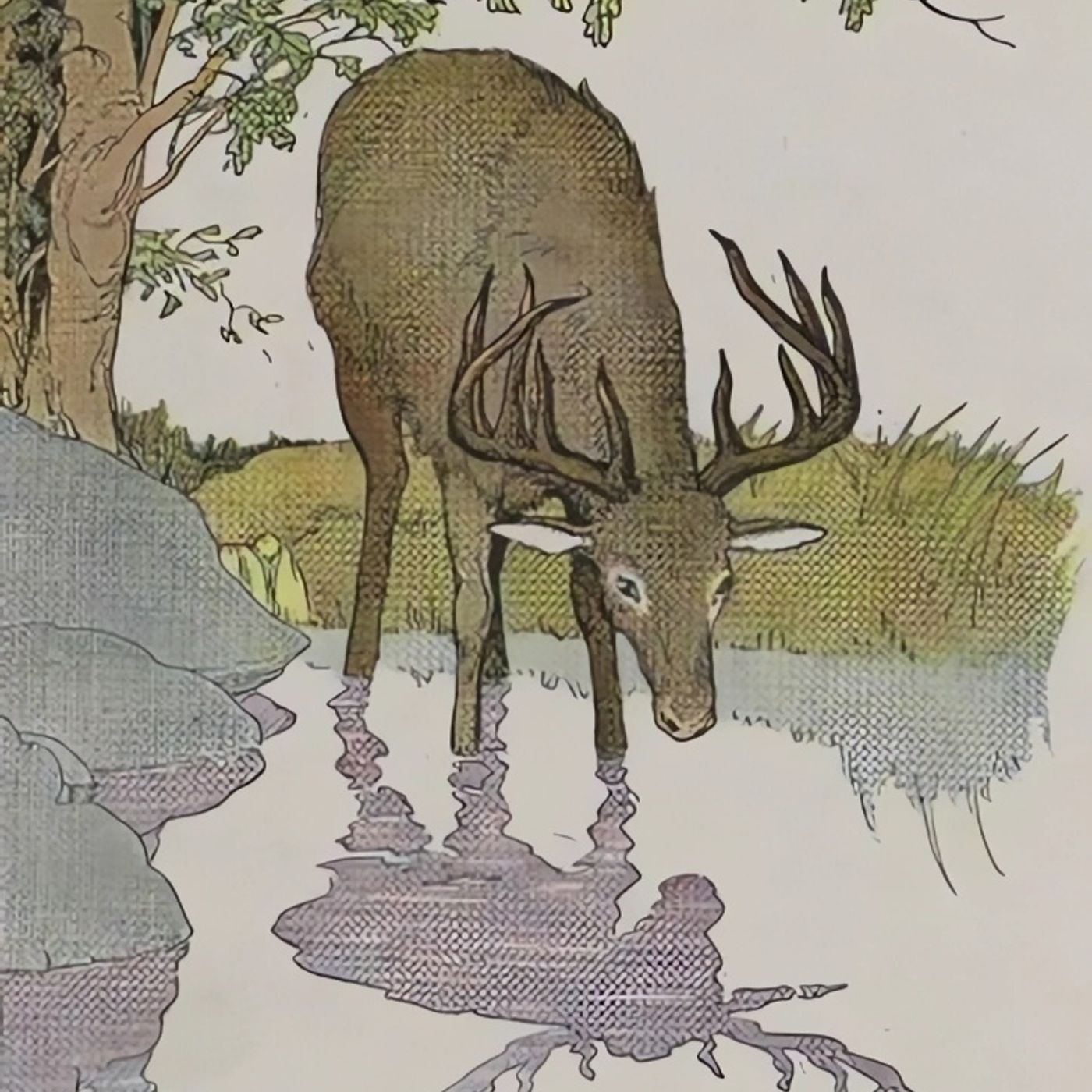 Het hert en zijn reflectie | Aesopus Fabels episode artwork
