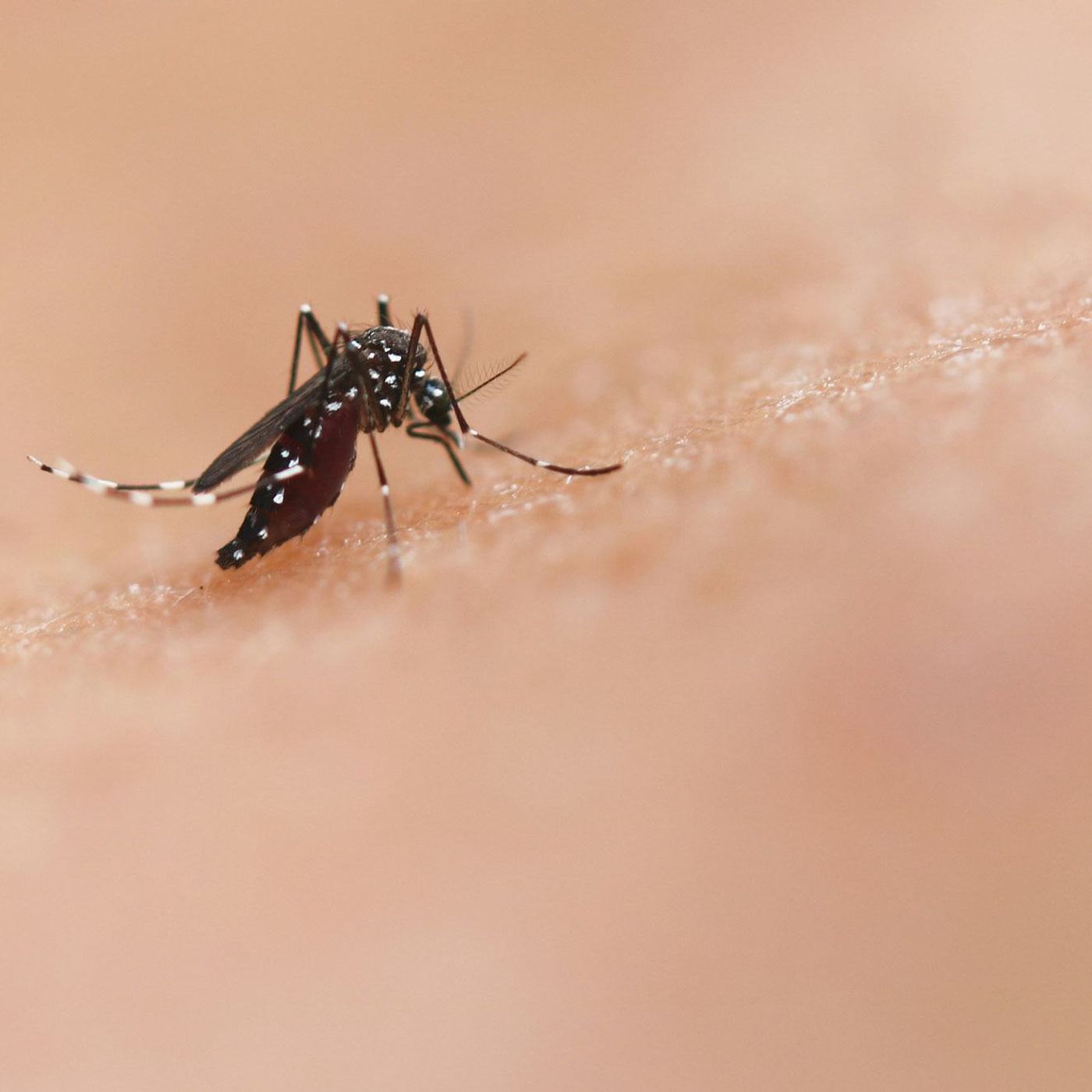 Ciência e comunidade juntam-se na corrida contra a dengue nas Américas episode artwork
