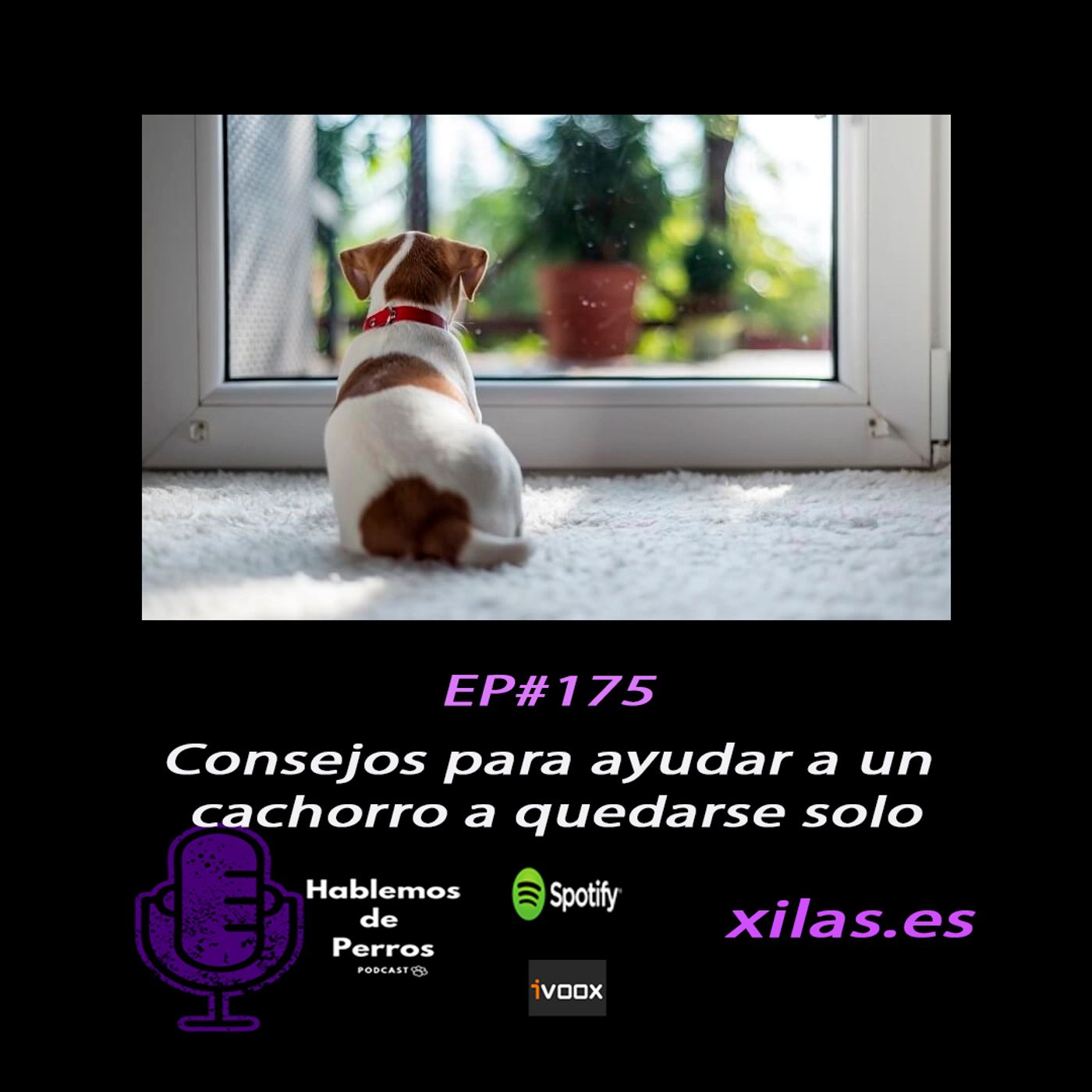 Hablemos de perros