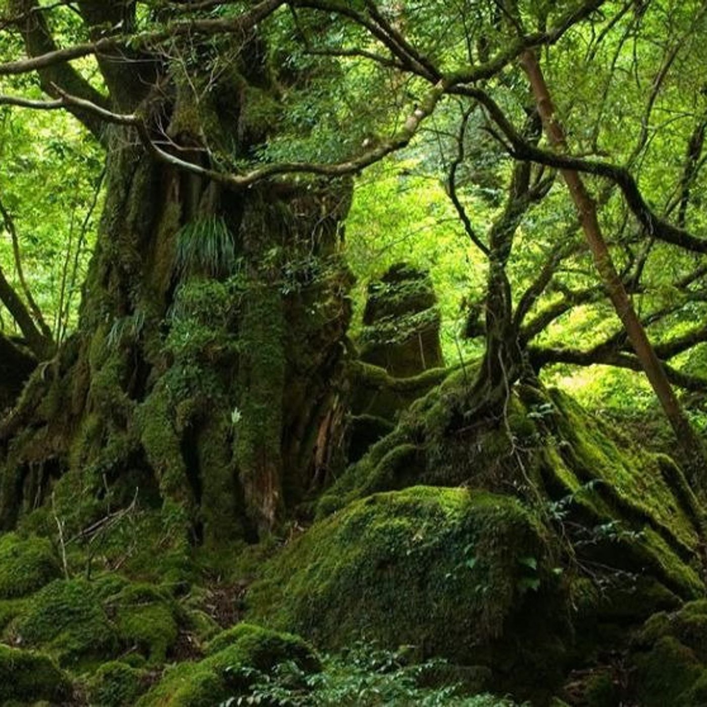 Historias de Miedo Enero 11  de 2022 UN DUENDE EN PERÚ Y SUEÑOS PREMONITORIOS