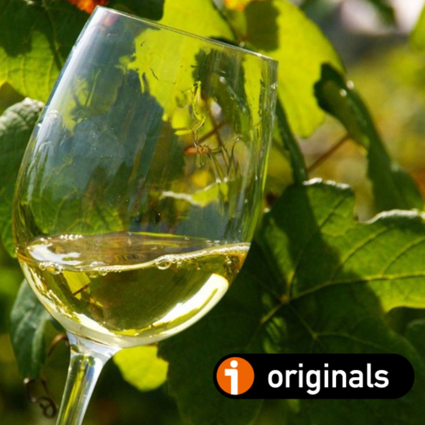 VINO PARA CAMALEONES