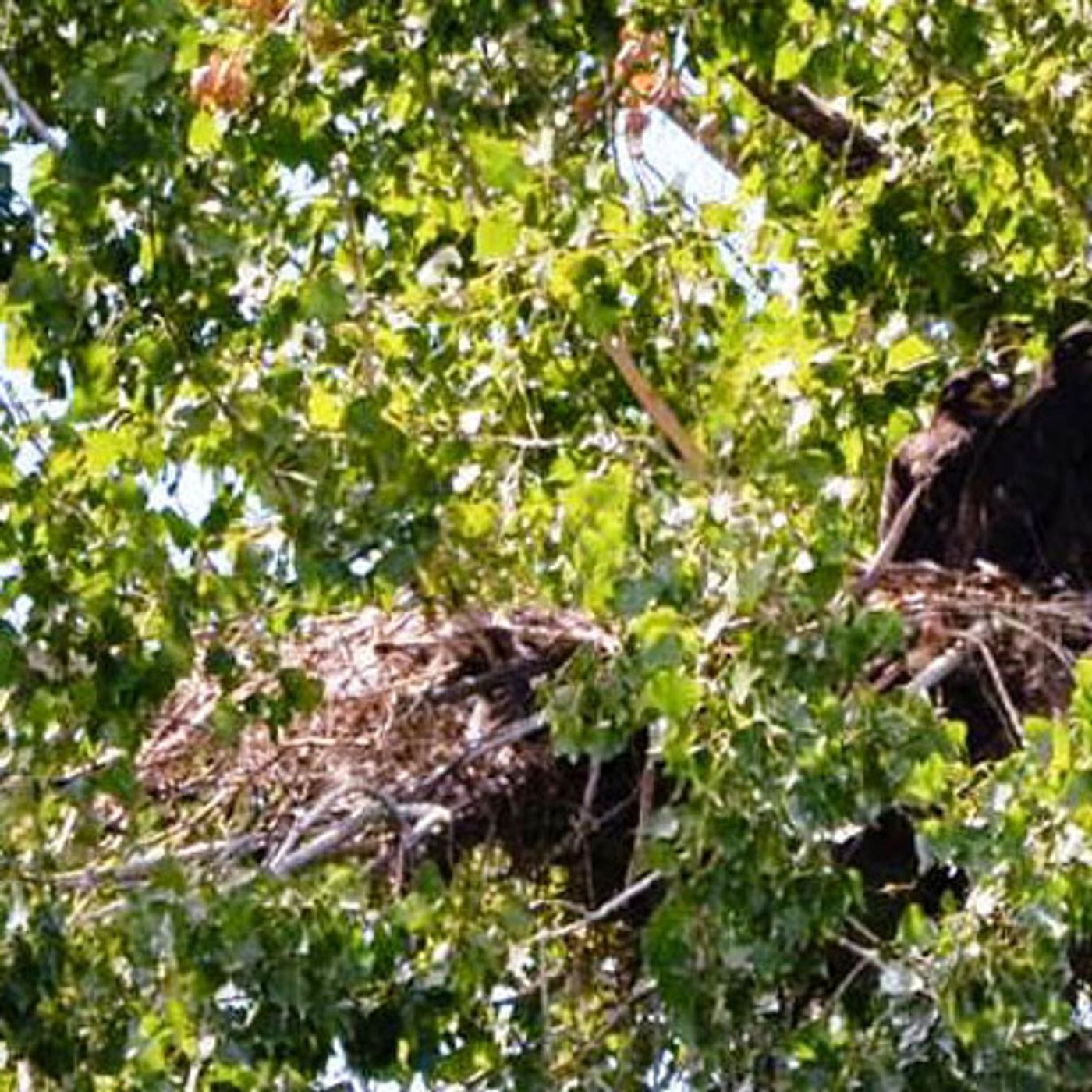 Baby Eagles Hatch At Hanford Nest episode artwork