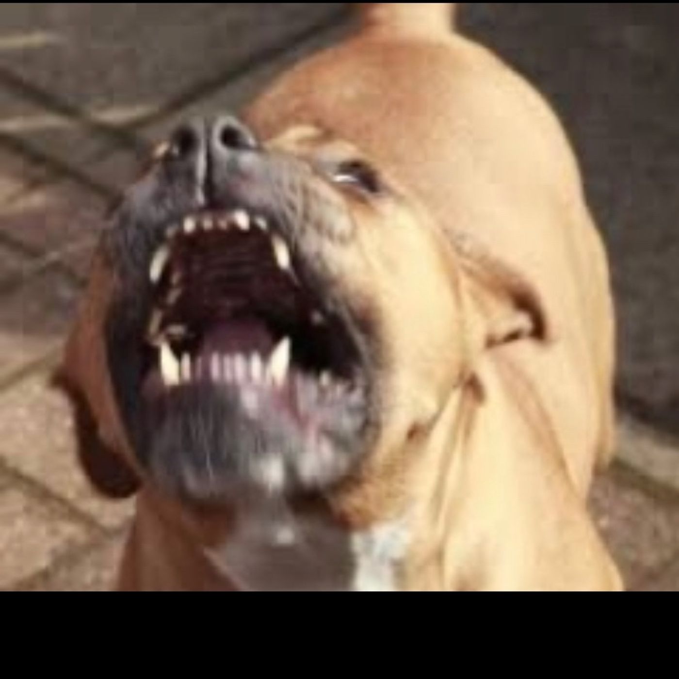 Most Of You Know Nothing About Pitbulls Shut Up Debating Me episode artwork