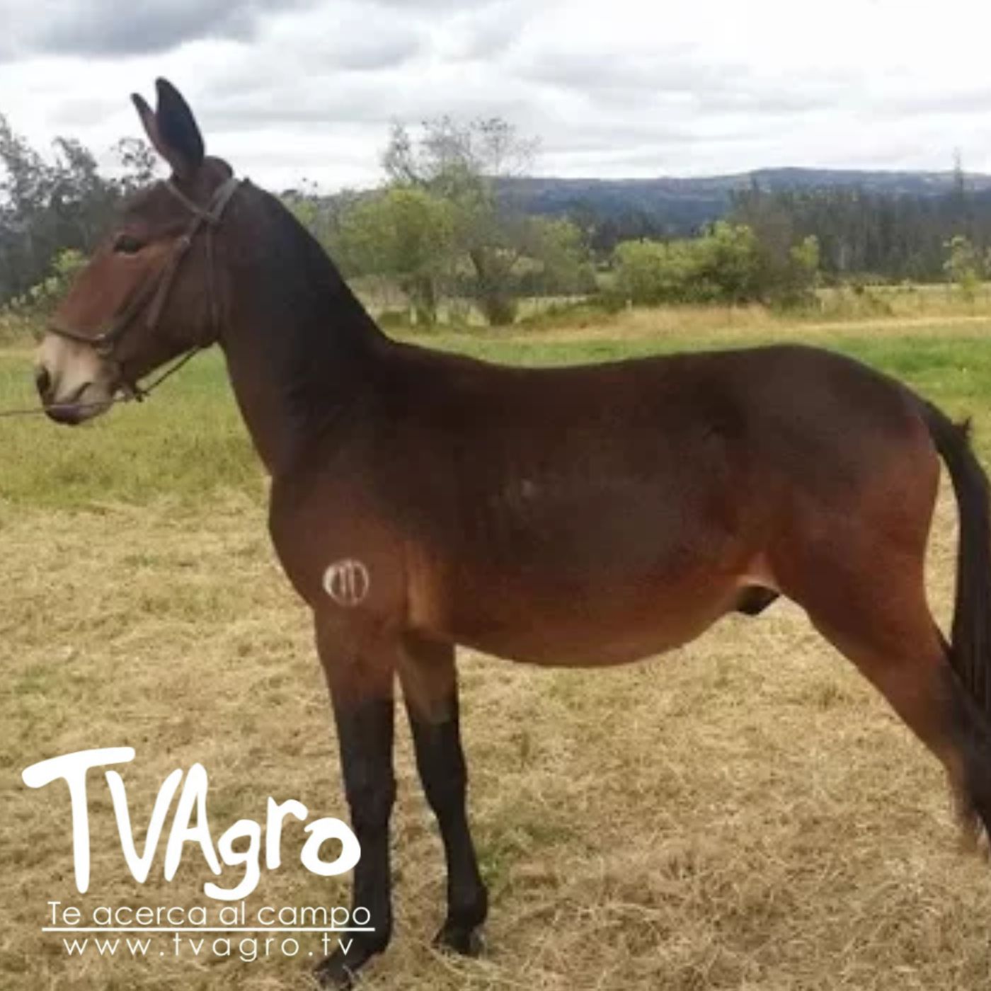 TV AGRO