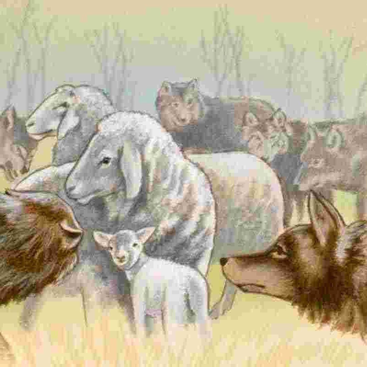 Fábula LOS LOBOS Y LOS CORDEROS  🐺 Refran | Audiocuentos