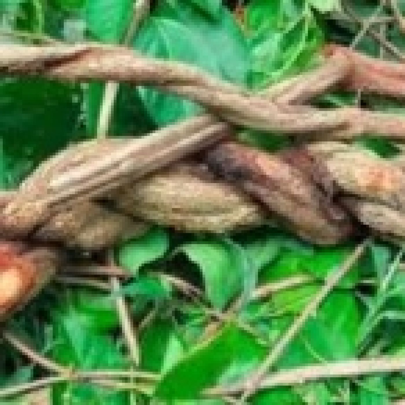 El uso terapéutico de la ayahuasca. - Episodio exclusivo para mecenas episode artwork