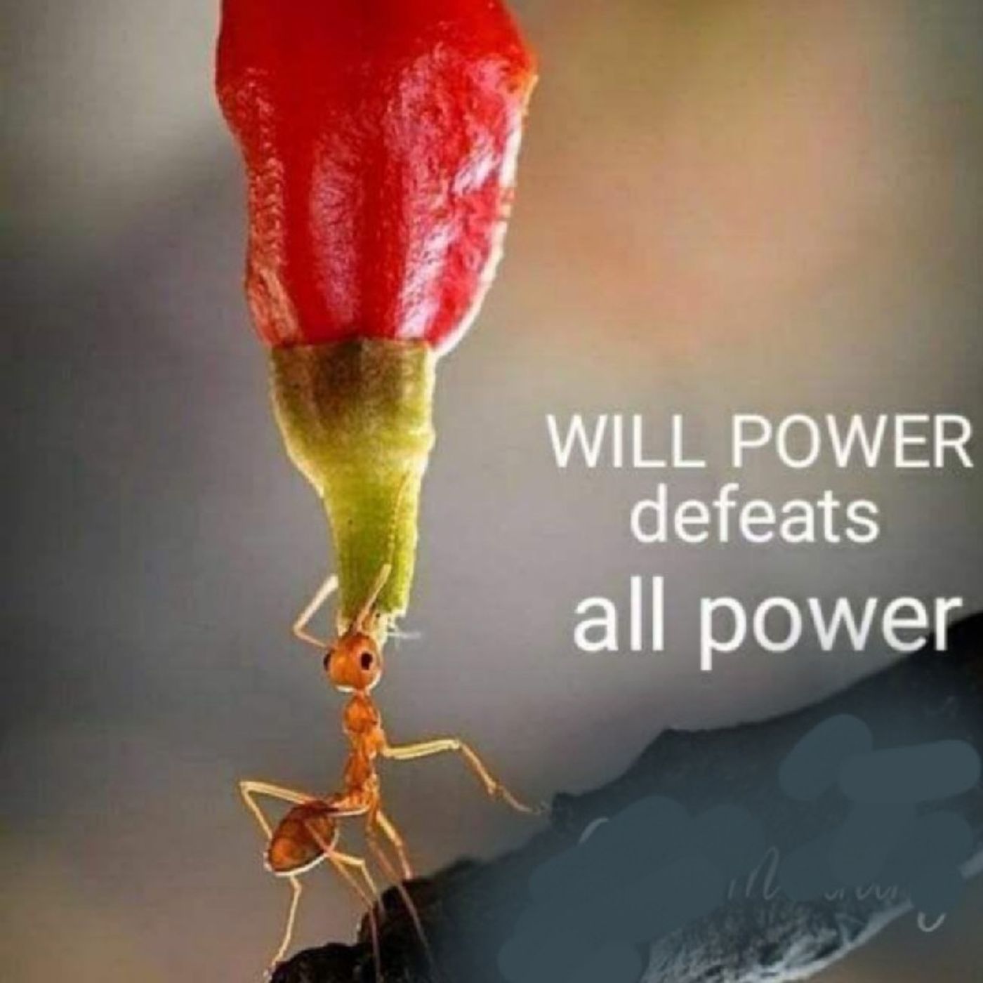 Amidst Covid Restore Power 2 You episode artwork