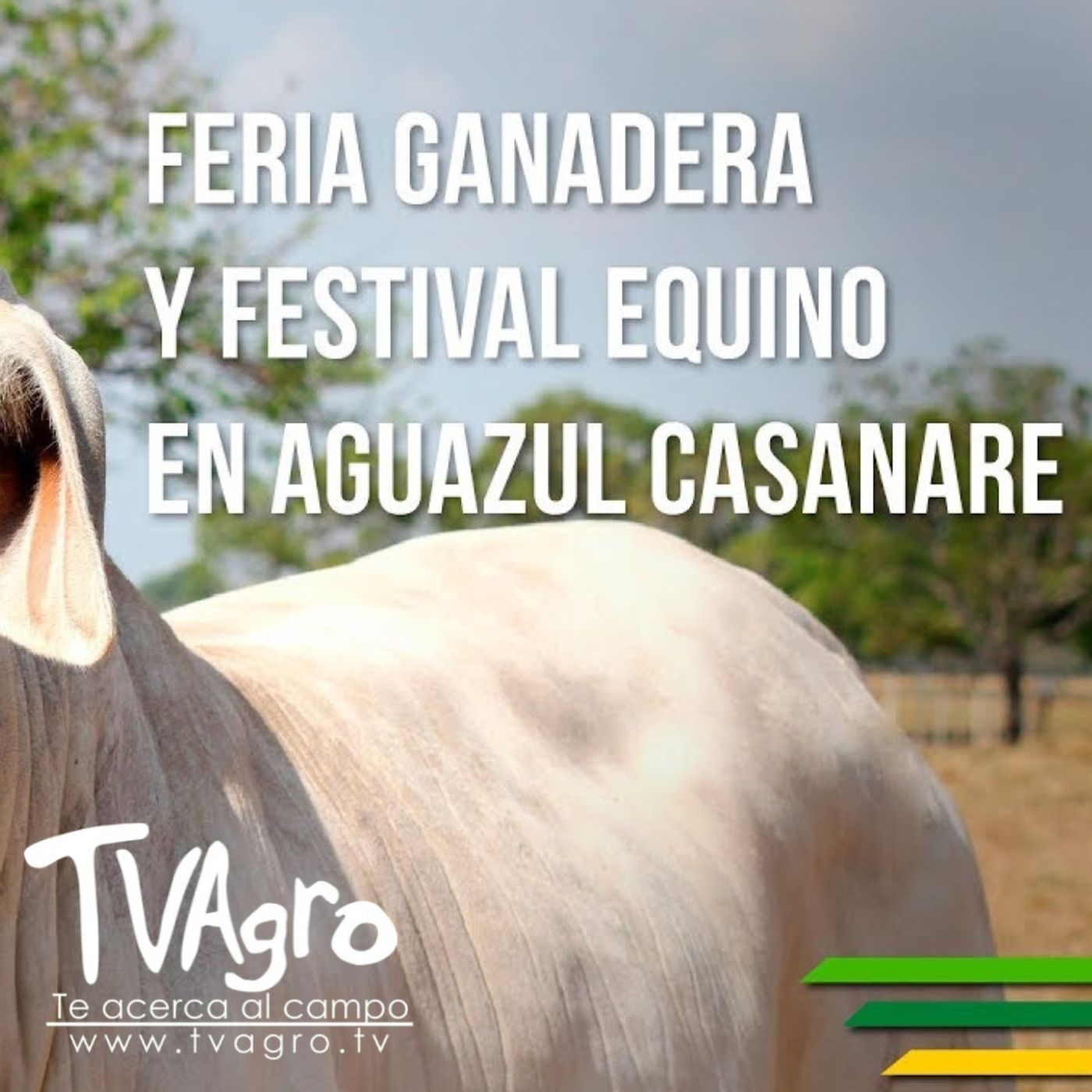 TV AGRO