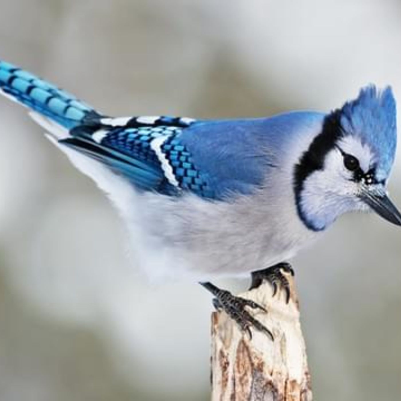 Blue Jay Speaks