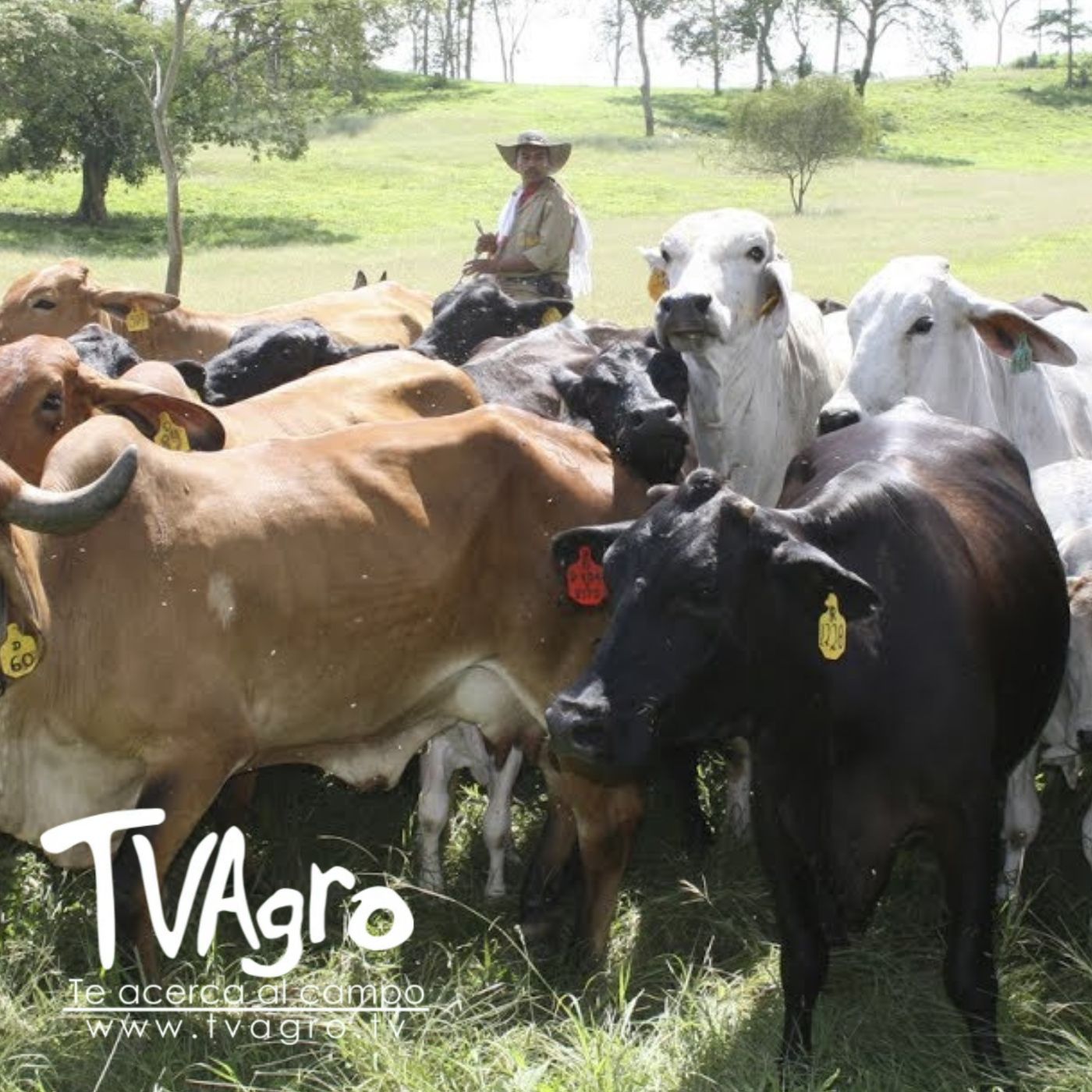TV AGRO