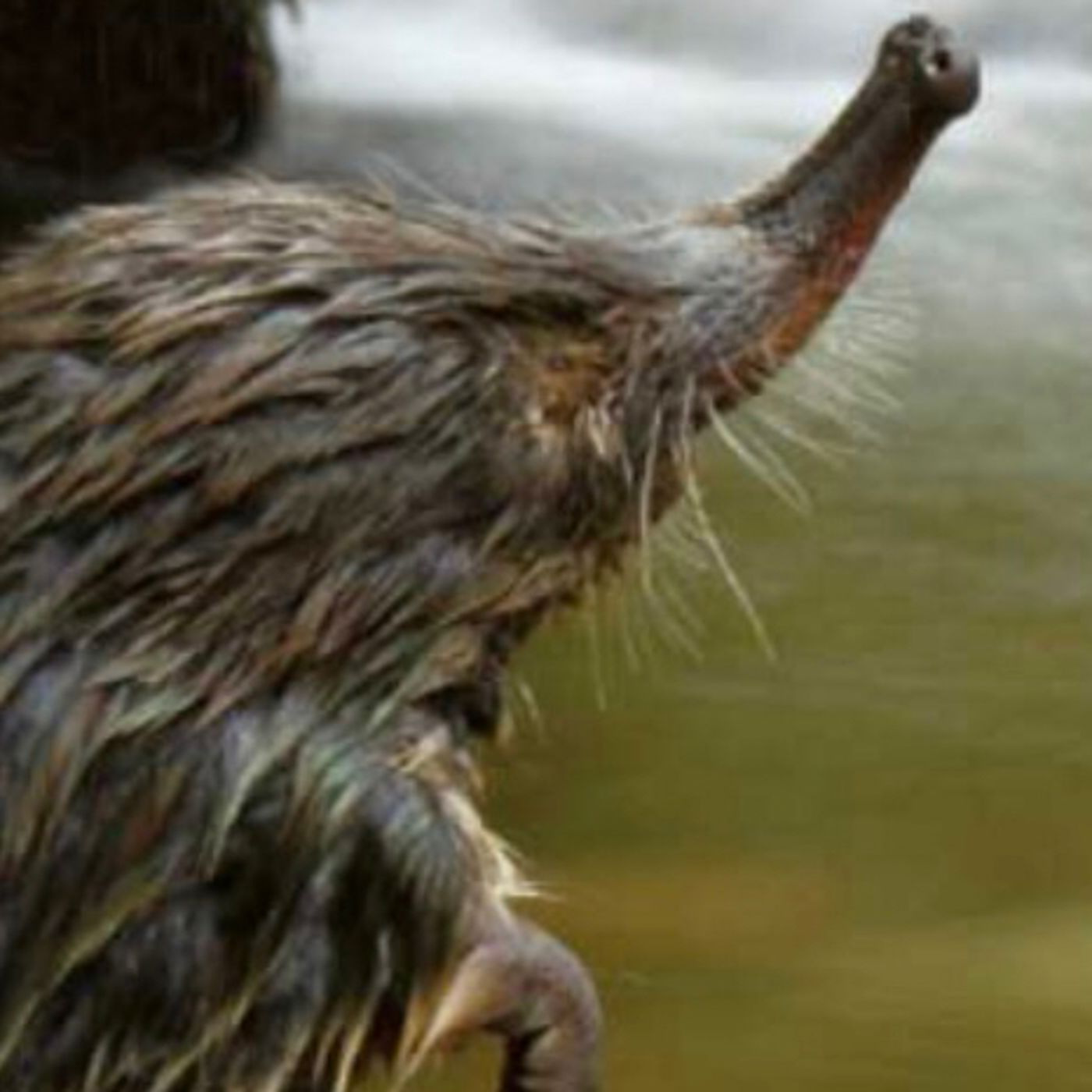 Aventuras de Pedro el desmán Ibérico