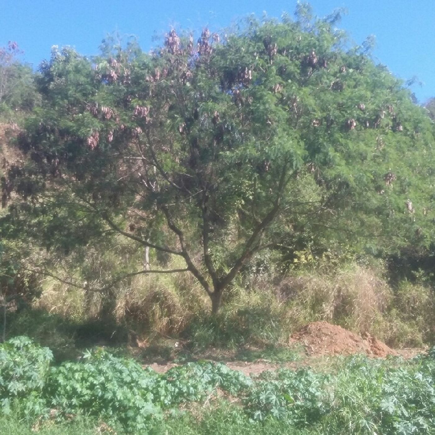 Irmão Marcio